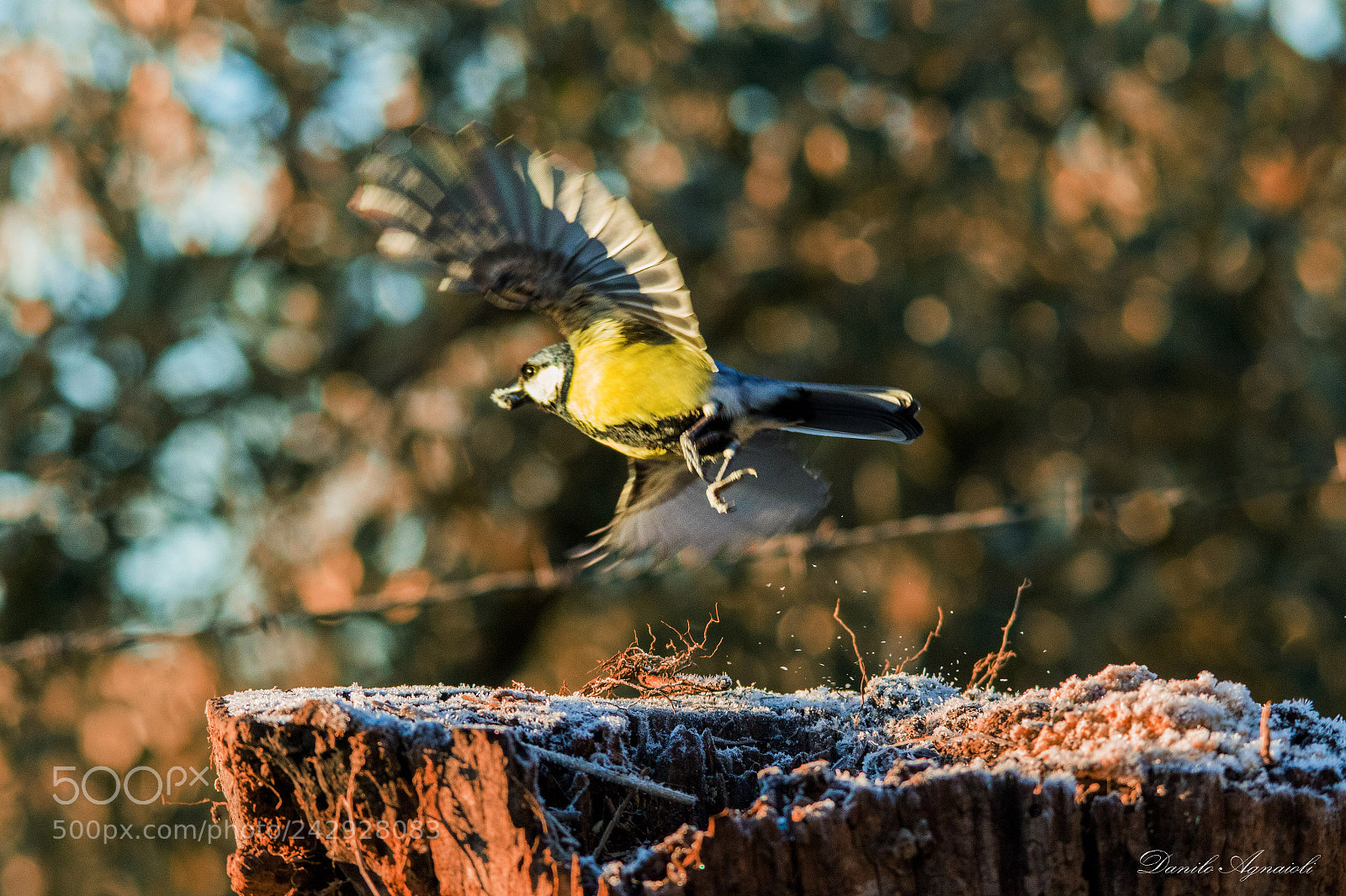 Canon EOS 7D Mark II sample photo. La liberta' di una photography