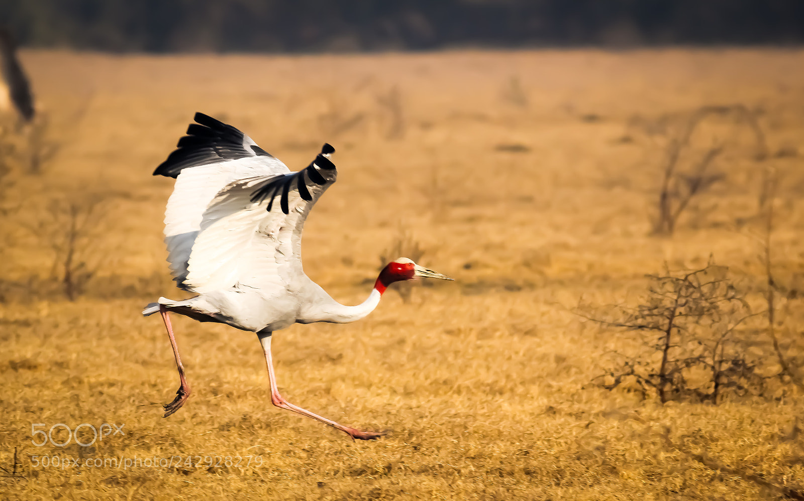 Canon EOS 550D (EOS Rebel T2i / EOS Kiss X4) sample photo. Sarus crane preparing for photography