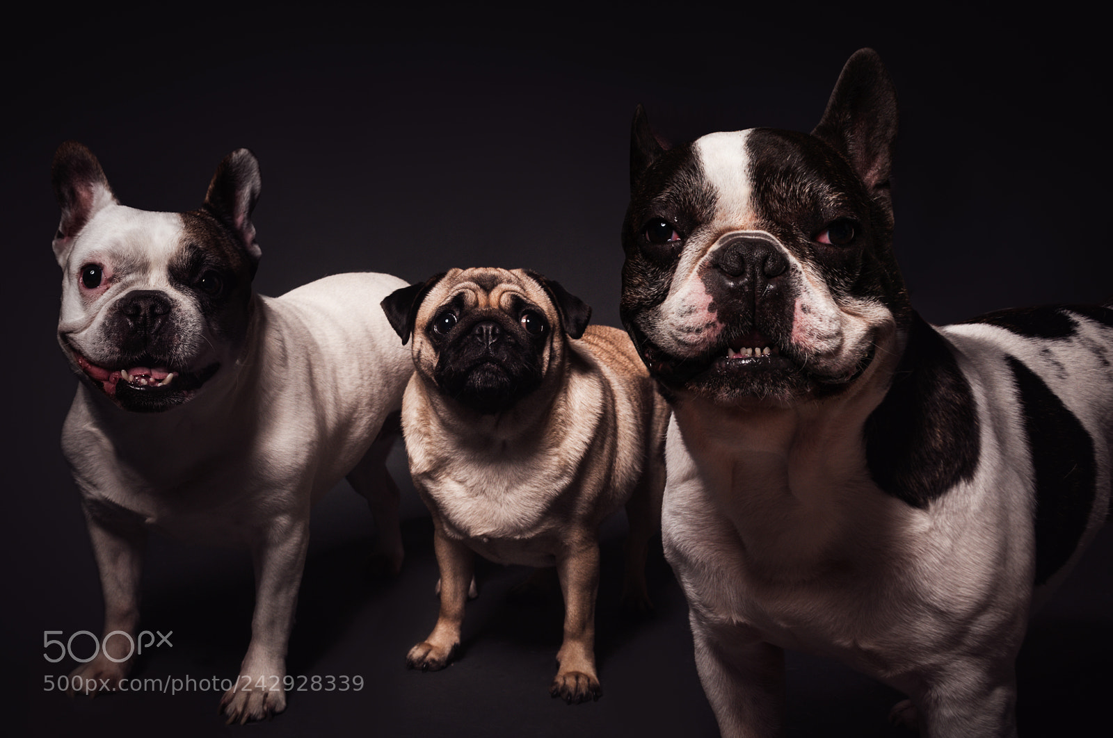 Nikon D300 sample photo. Dogs photography