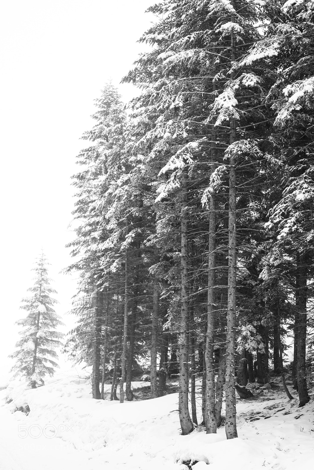 Nikon D800 sample photo. The white is out photography