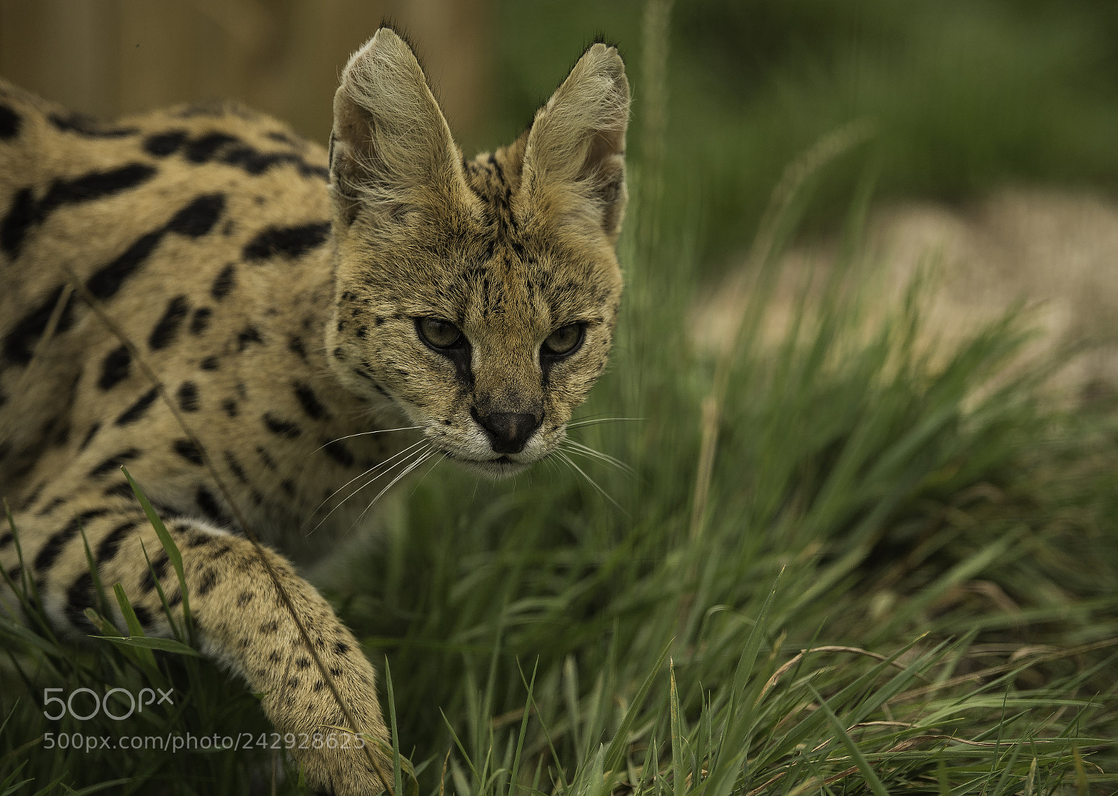 Nikon D5 sample photo. Serval series photography