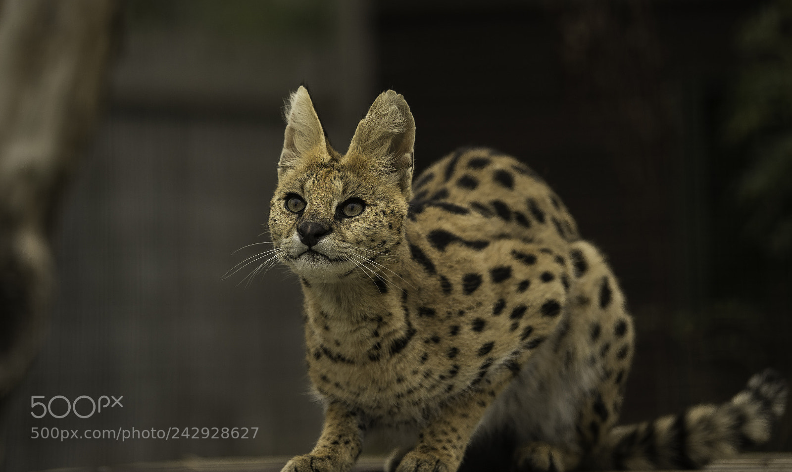 Nikon D5 sample photo. Serval series photography