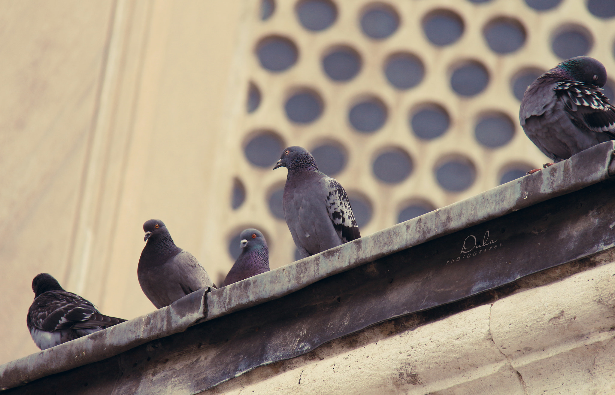 Canon EOS 650D (EOS Rebel T4i / EOS Kiss X6i) sample photo. Doves photography