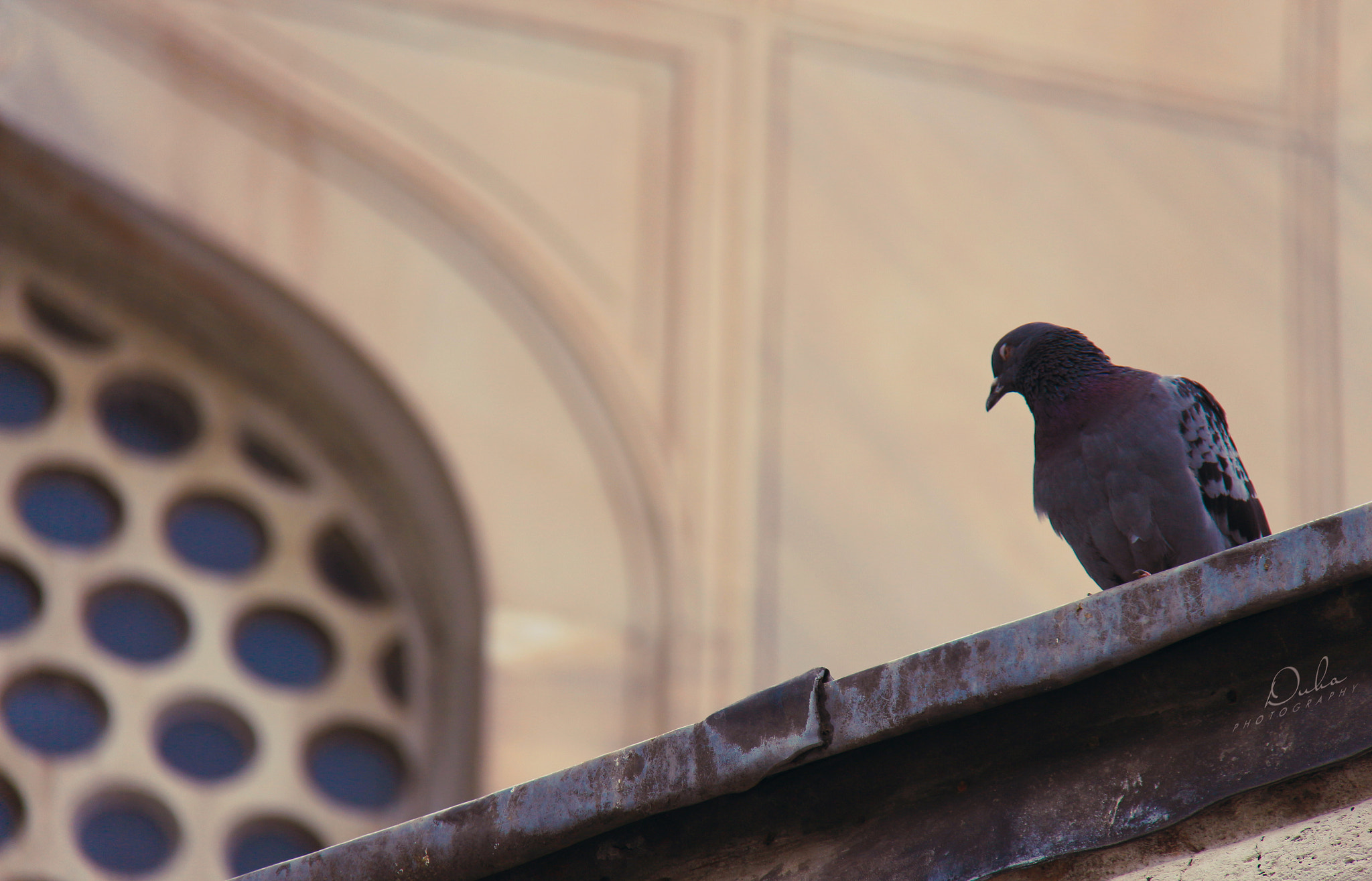 Canon EOS 650D (EOS Rebel T4i / EOS Kiss X6i) sample photo. Dove photography