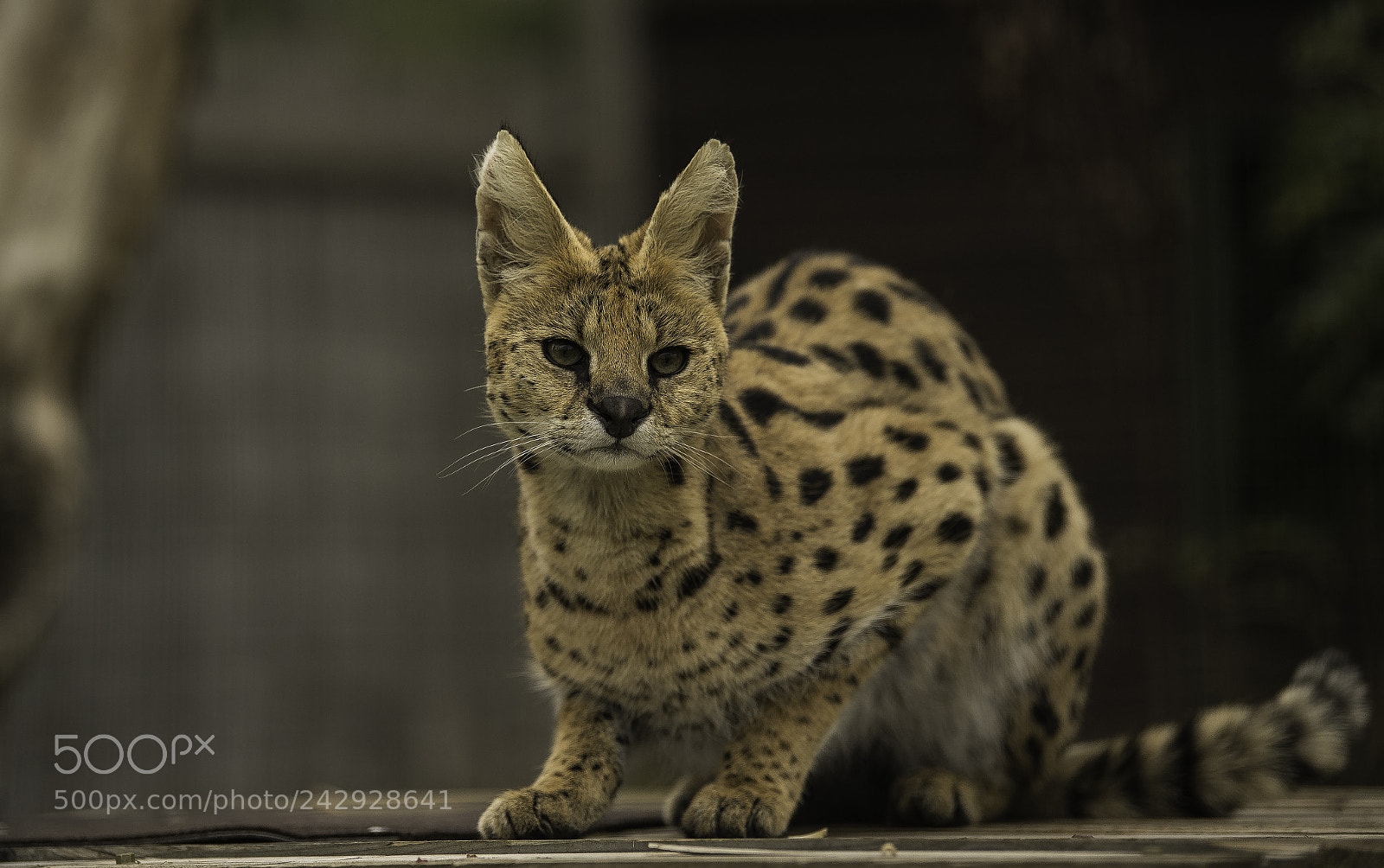 Nikon D5 sample photo. Serval series photography