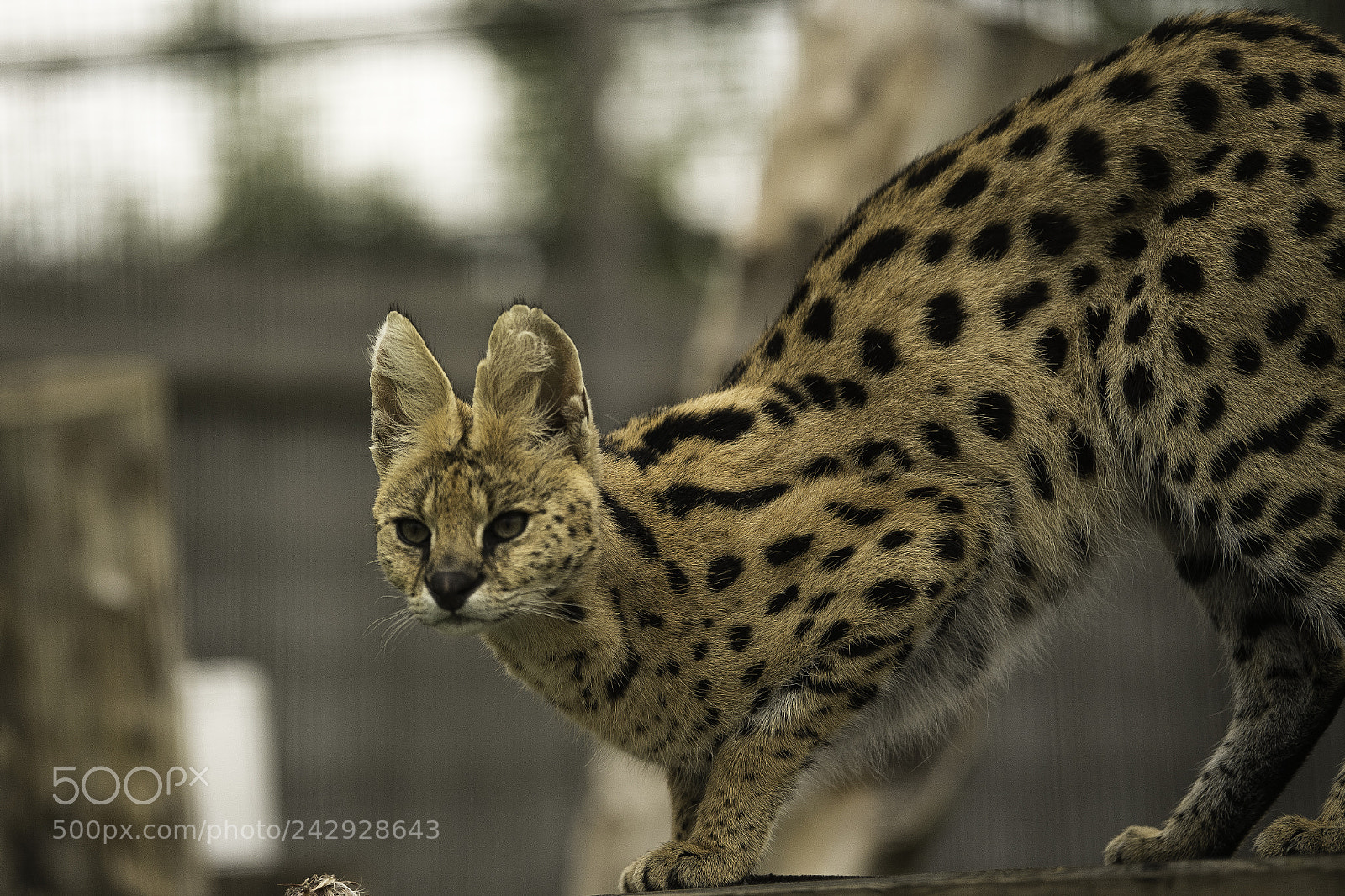 Nikon D5 sample photo. Serval series photography