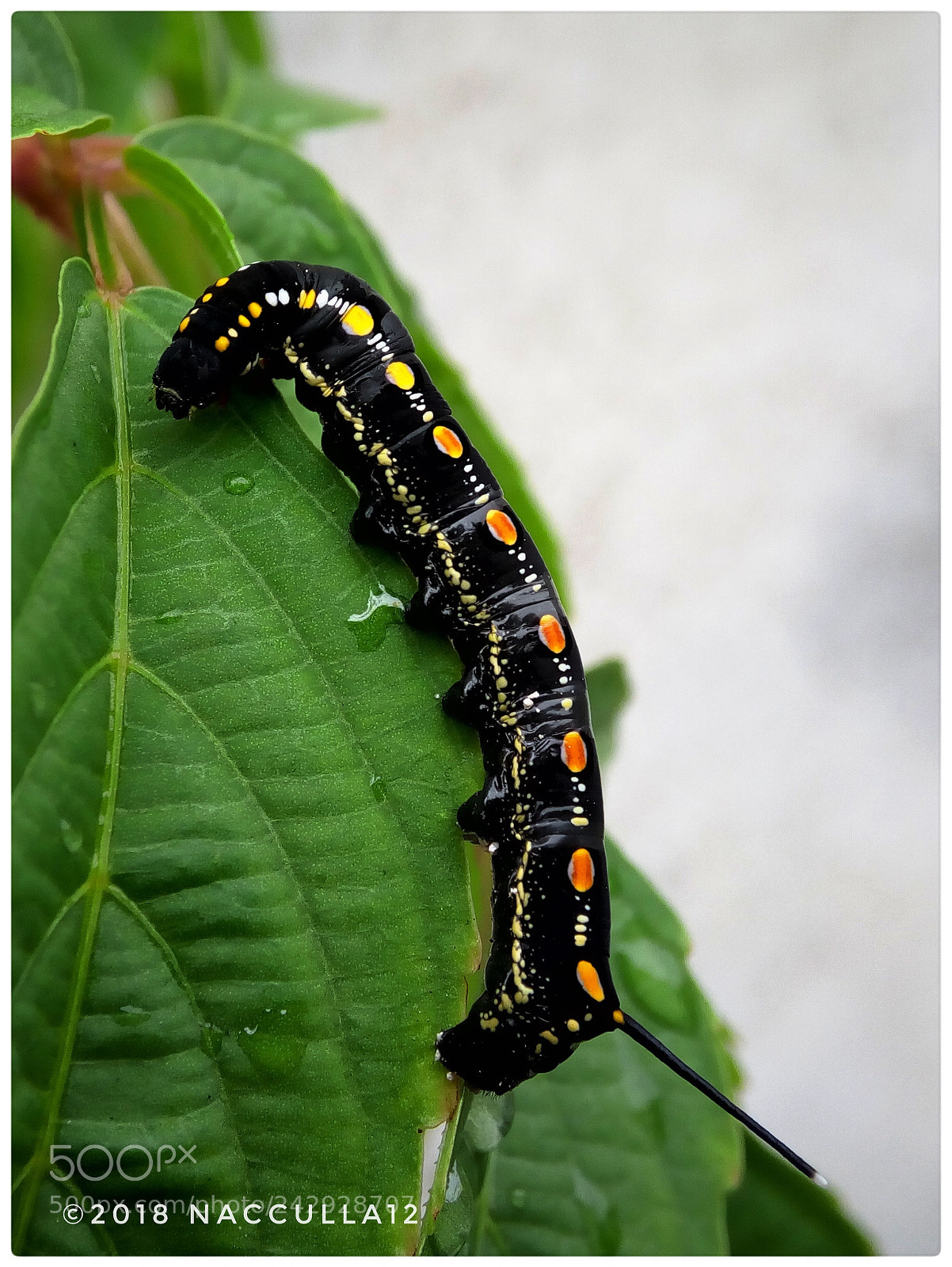 Lenovo VIBE X3 LITE sample photo. Caterpillar photography