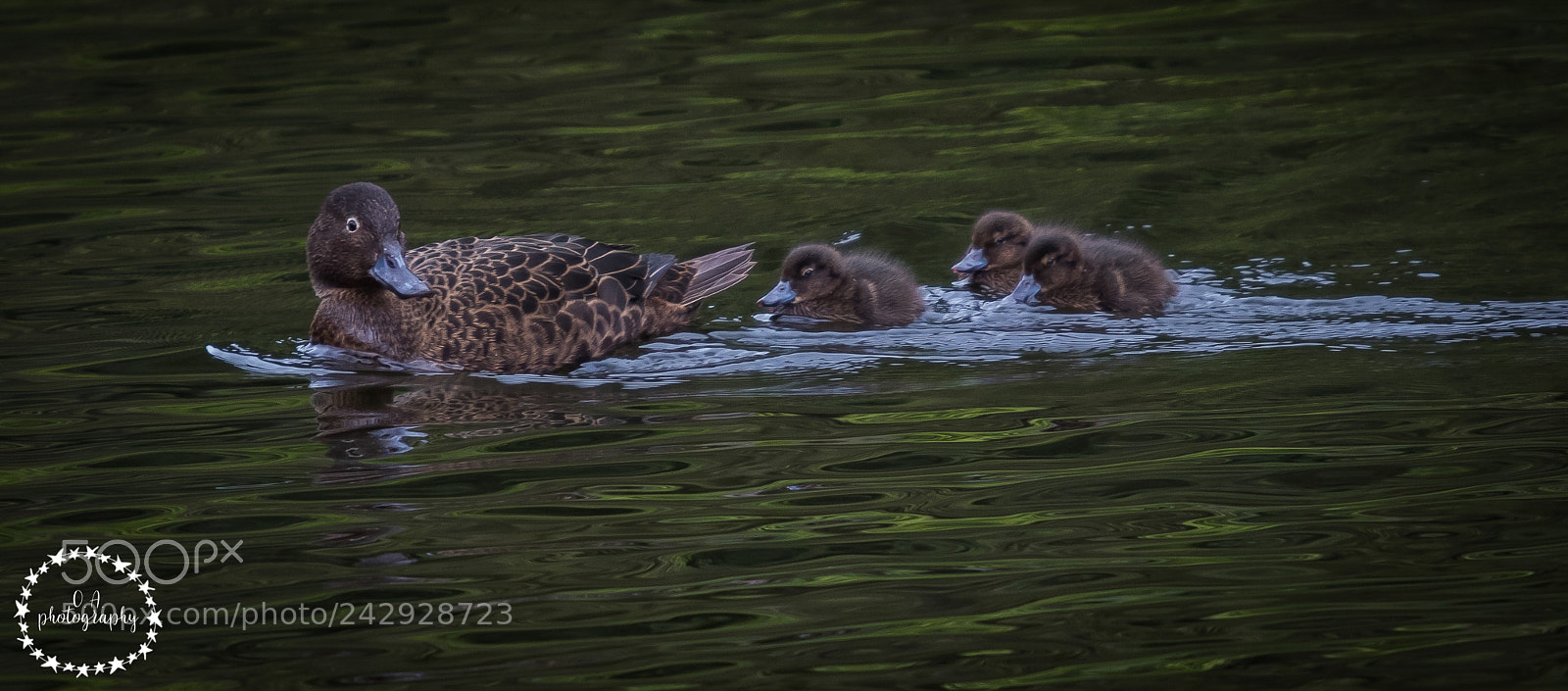 Canon EOS 7D Mark II sample photo. Pateke, brown teal photography