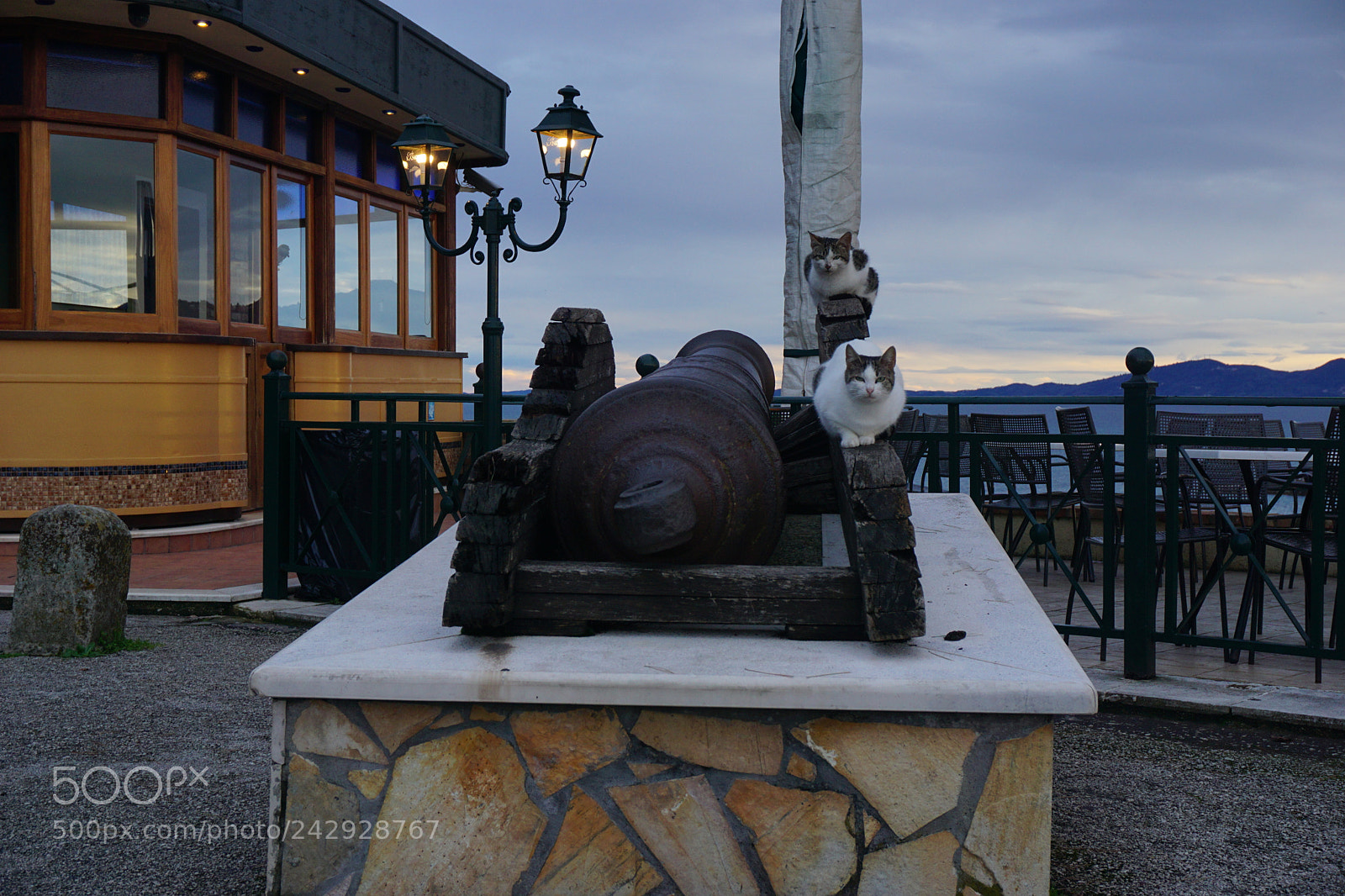 Sony a6000 + Sony E 18-50mm F4-5.6 sample photo. Cats on a cannon photography