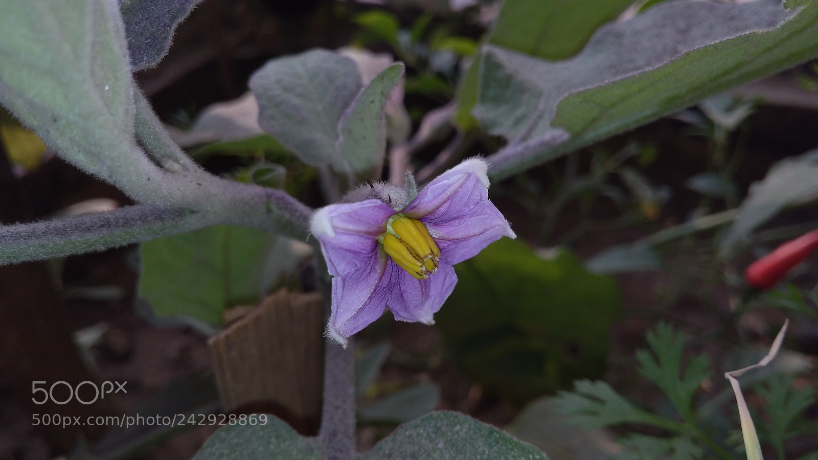 Xiaomi Redmi 4A sample photo. Untitled photography