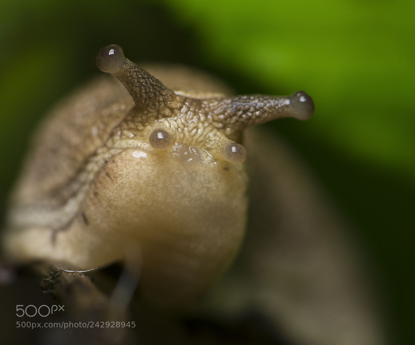 Nikon D810 sample photo. Land snail.. photography