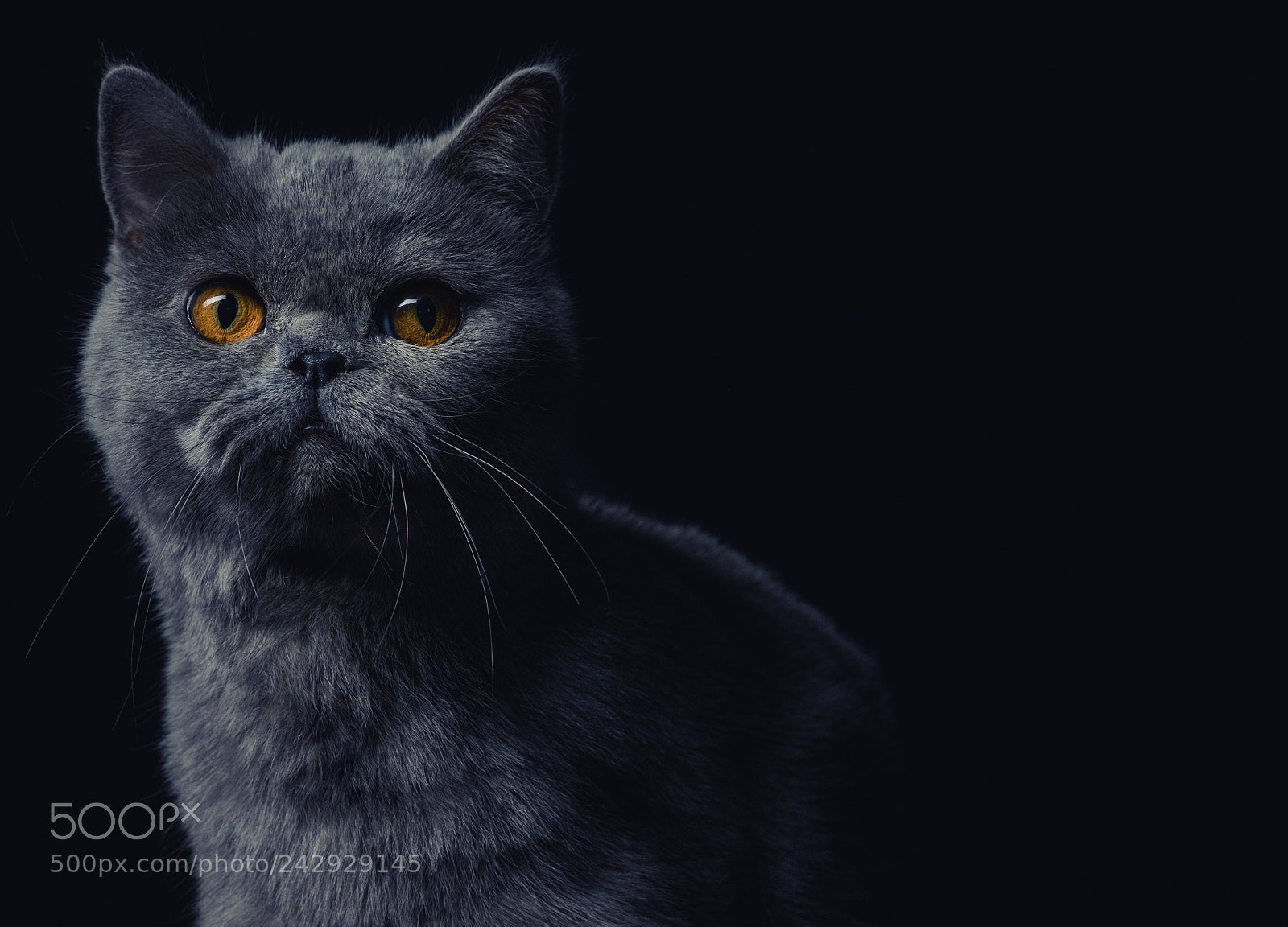 Nikon D800 sample photo. British cat studio photography photography
