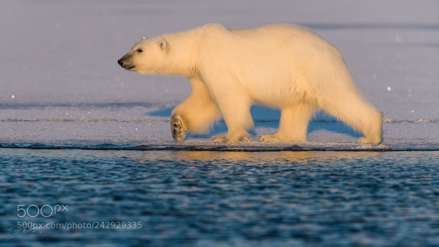 Nikon D5 sample photo. Polar bear on the photography