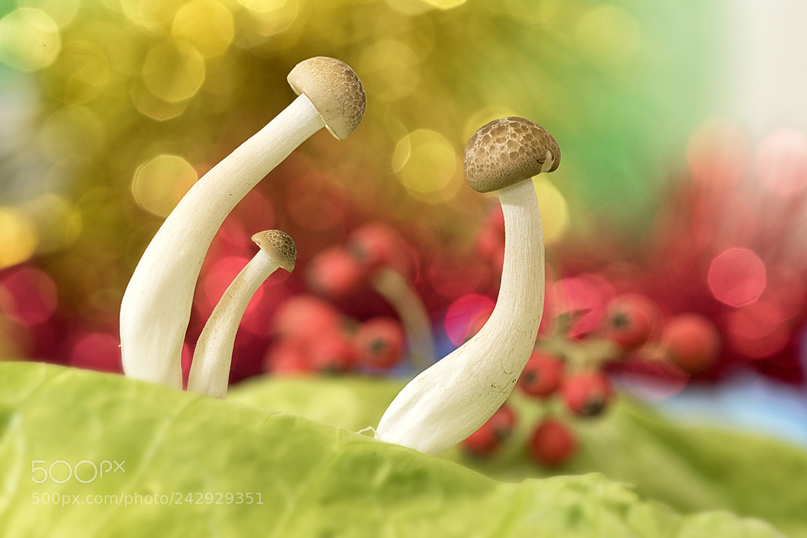 Nikon D810 sample photo. Out of the salade photography