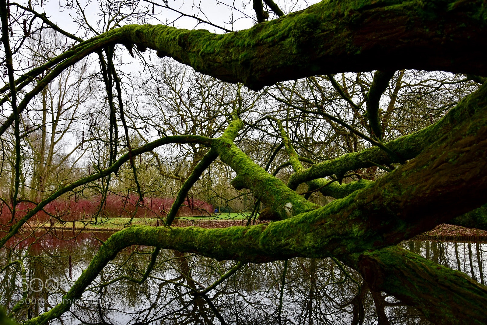Nikon D3400 sample photo. Fallen green tree in photography