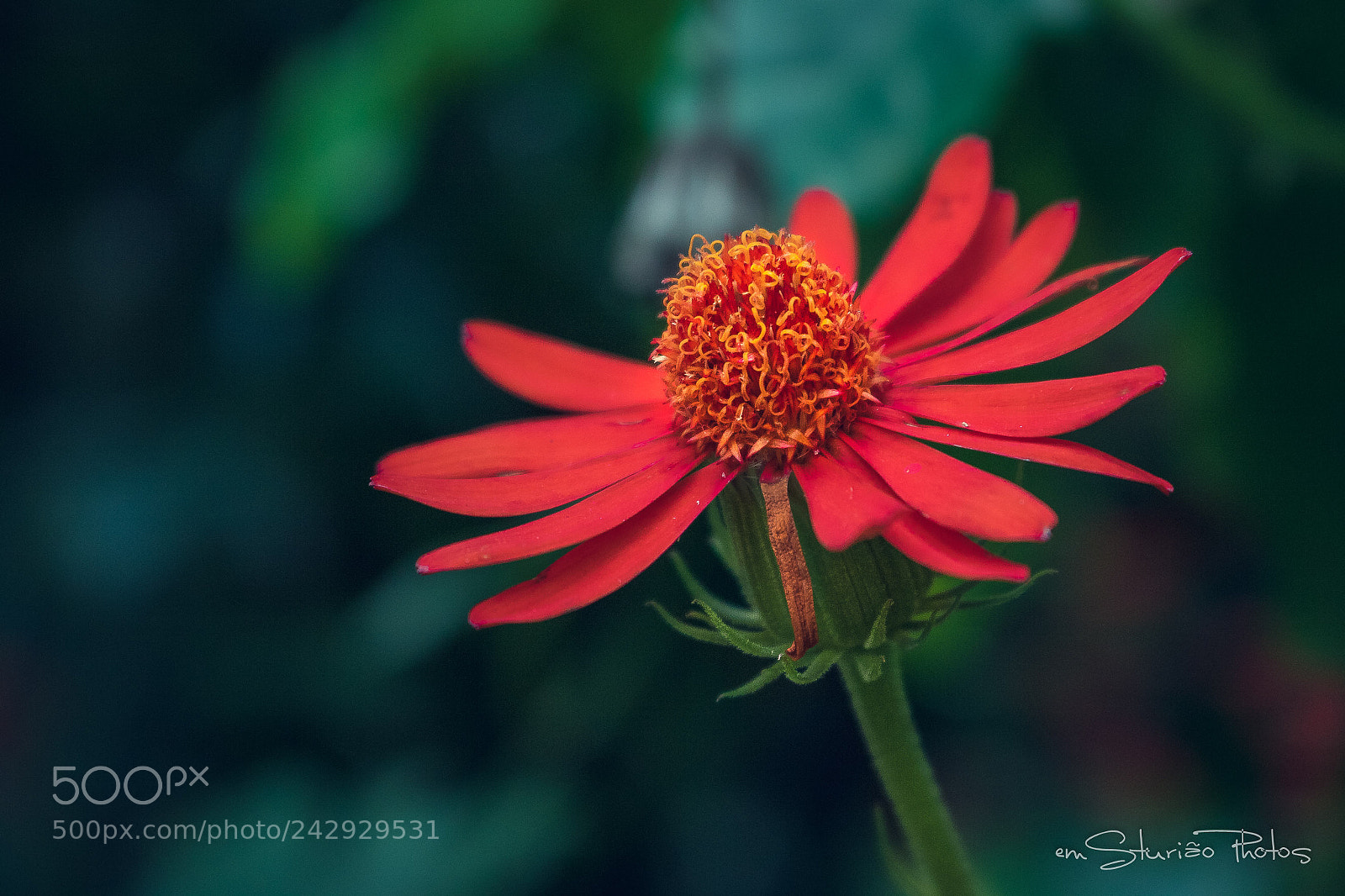 Canon EOS 750D (EOS Rebel T6i / EOS Kiss X8i) sample photo. Red flower photography