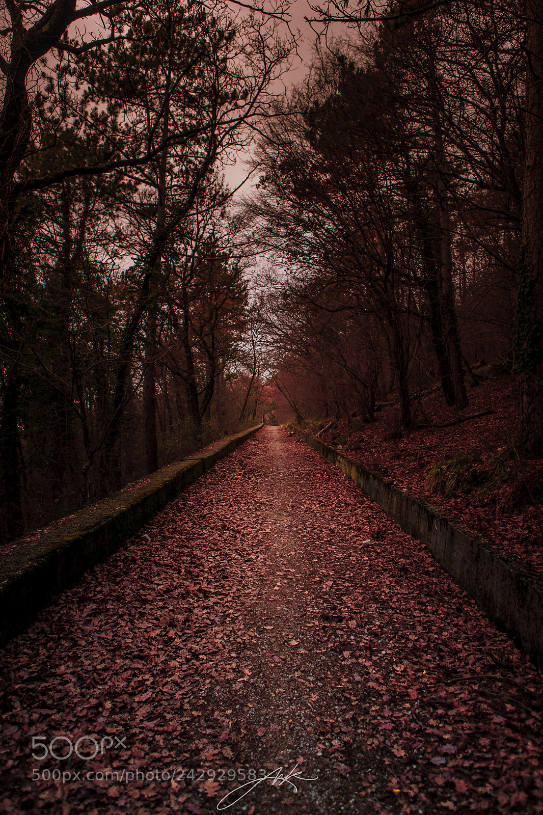 Canon EOS-1Ds Mark III sample photo. Der rote weg im photography