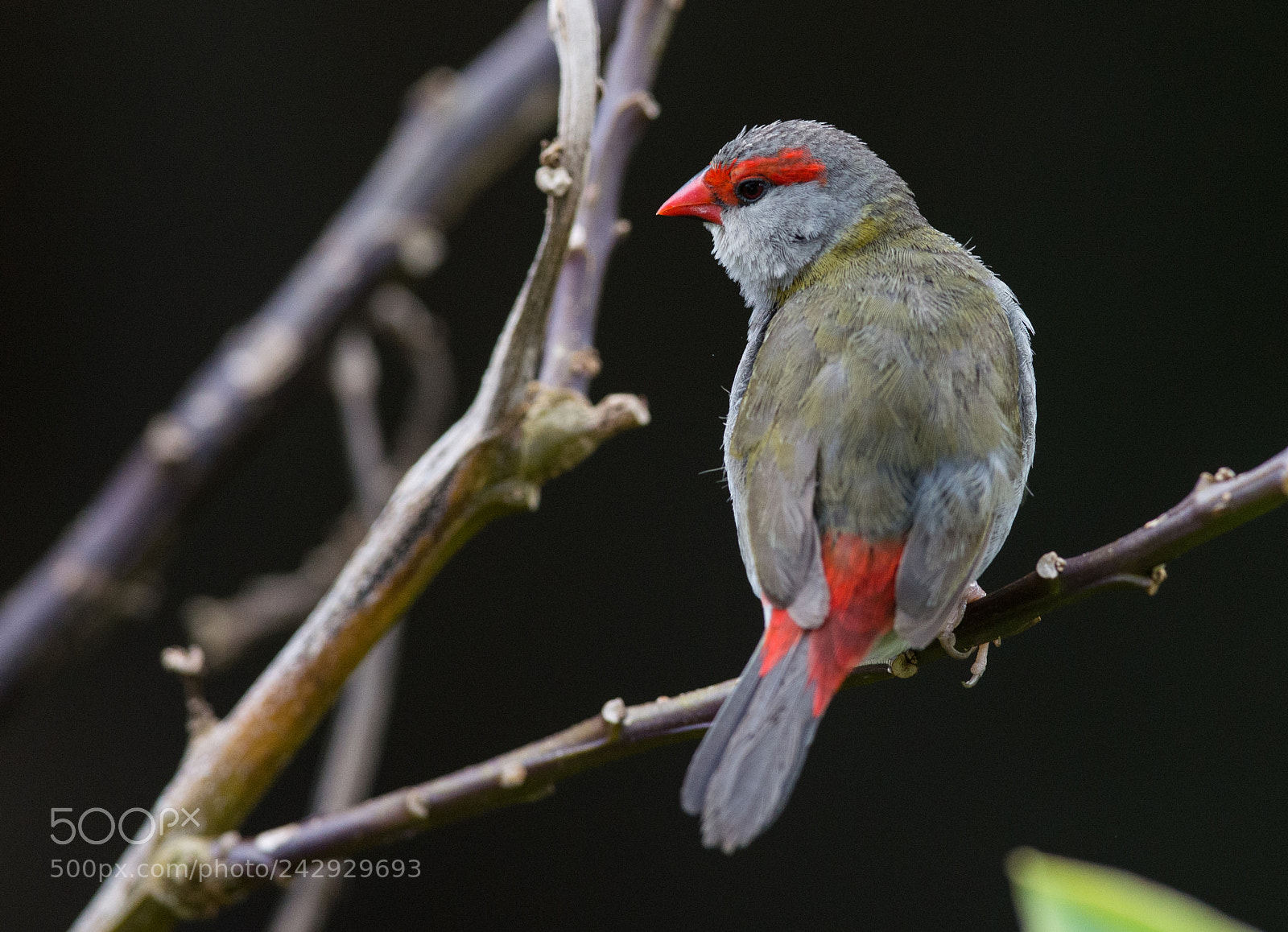 Nikon D610 sample photo. Red browed finch photography