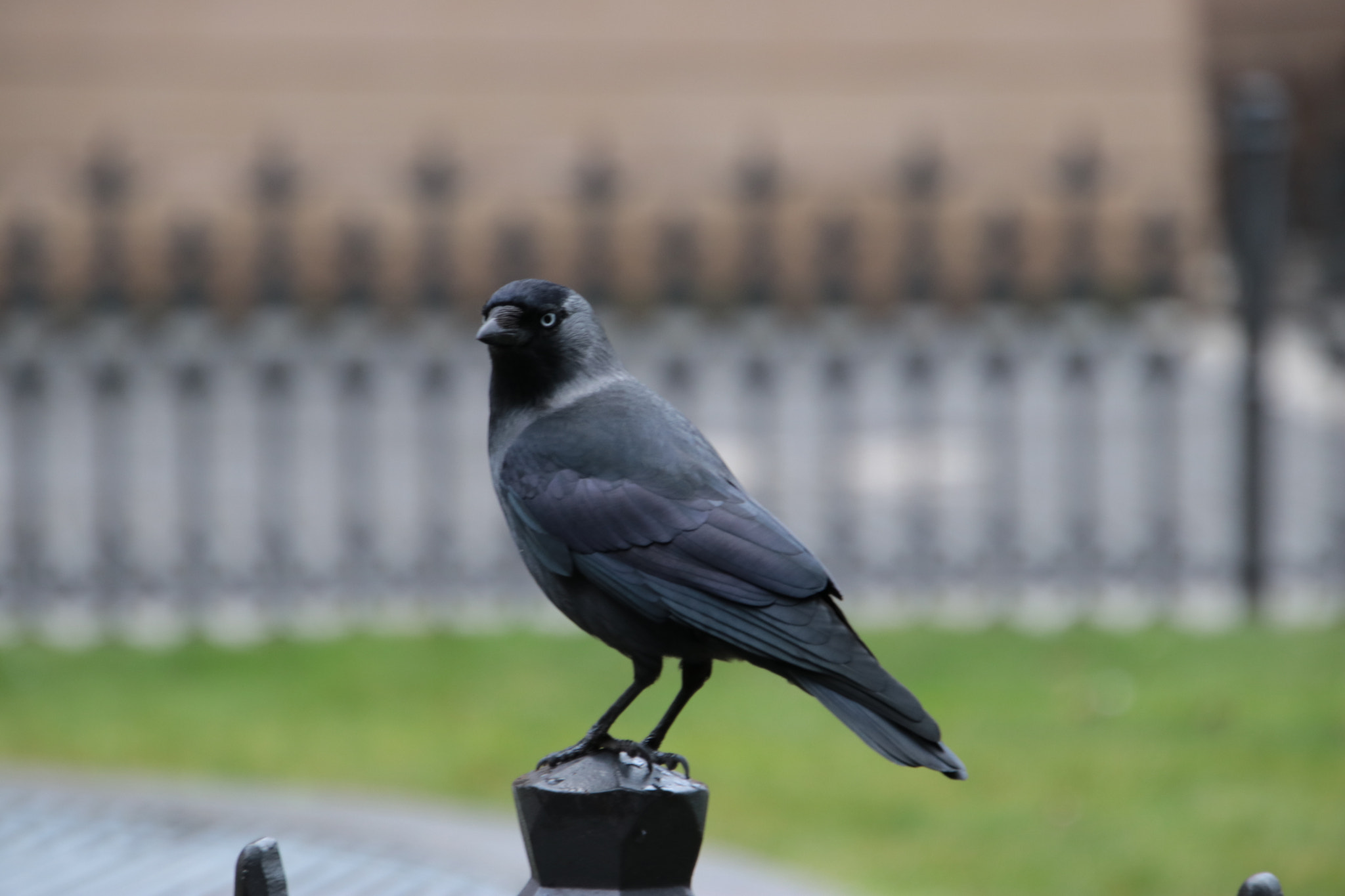 Canon EF 300mm F2.8L IS II USM sample photo. Prague / praha 2018 photography