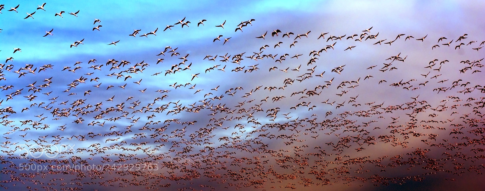 Nikon D7100 sample photo. Flock of pink flamingo photography