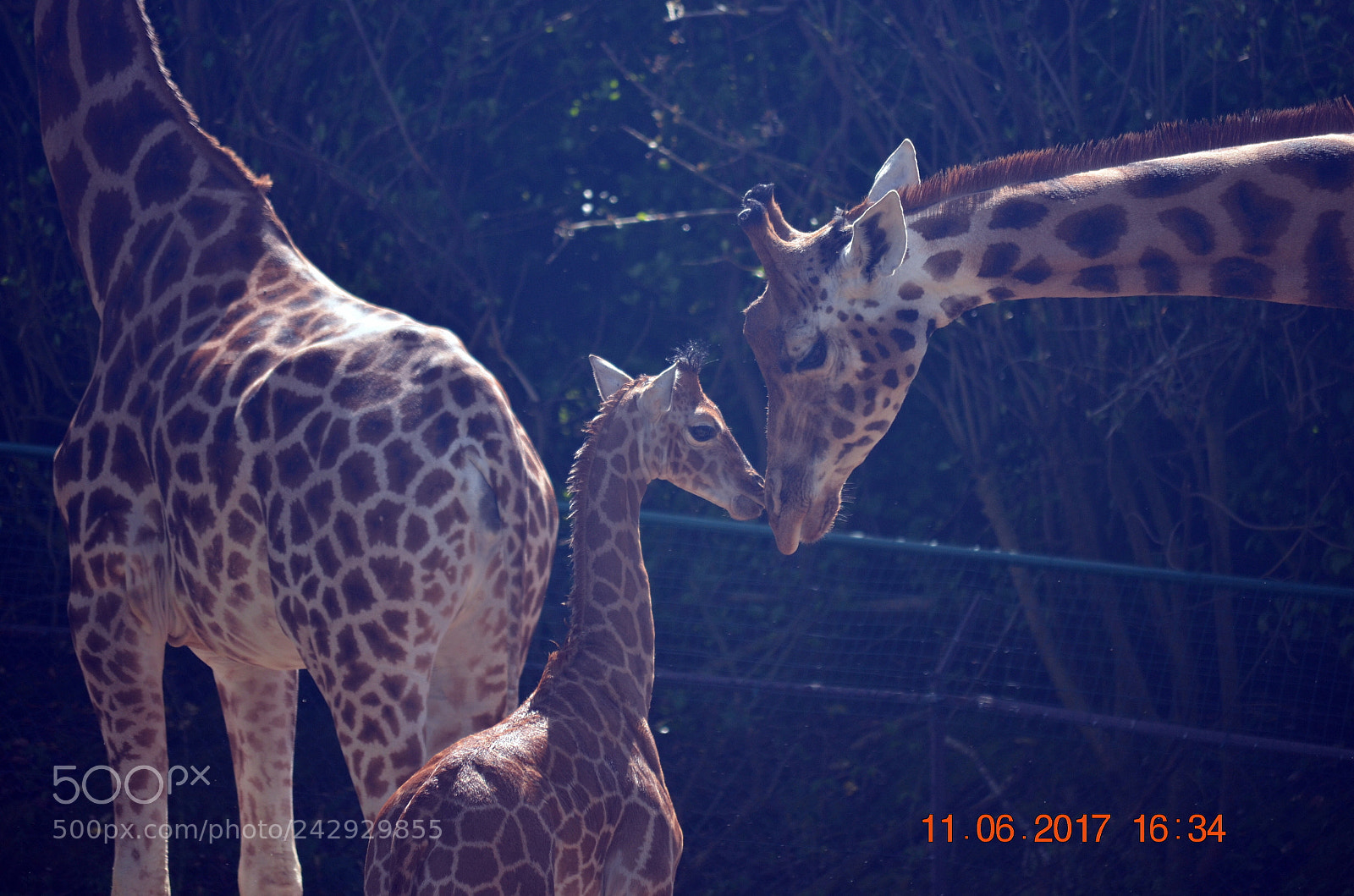 Nikon D5100 sample photo. Motherly love shot photography