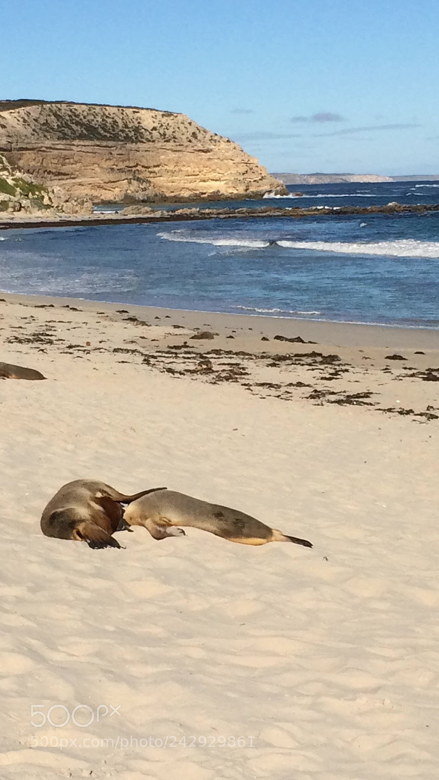 Apple iPhone 5s sample photo. Seal bay australia photography