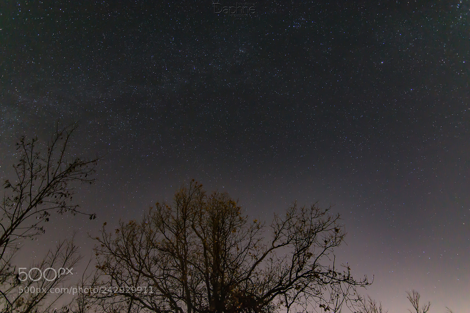 Nikon D3100 sample photo. Stars and tree photography