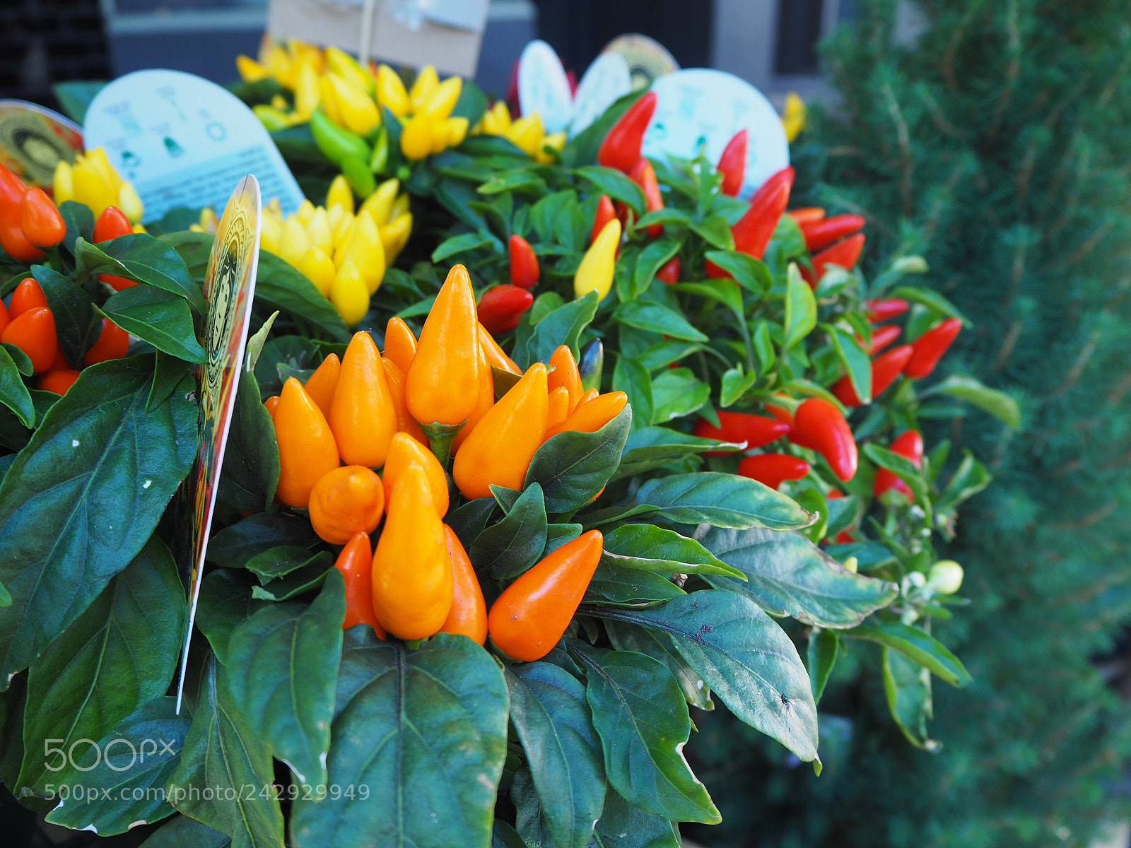 Olympus OM-D E-M10 II sample photo. Chilli photography
