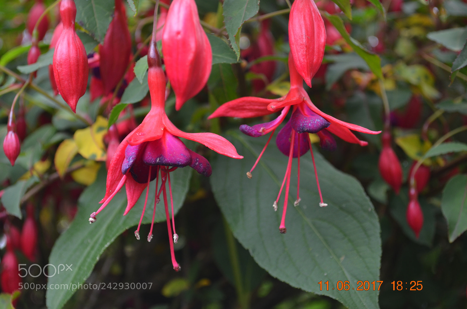 Nikon D5100 sample photo. Sister blossoms photography