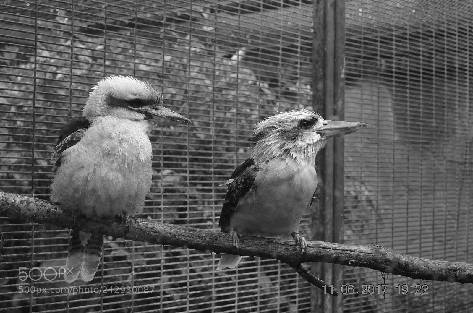 Nikon D5100 sample photo. Black & white marvel photography