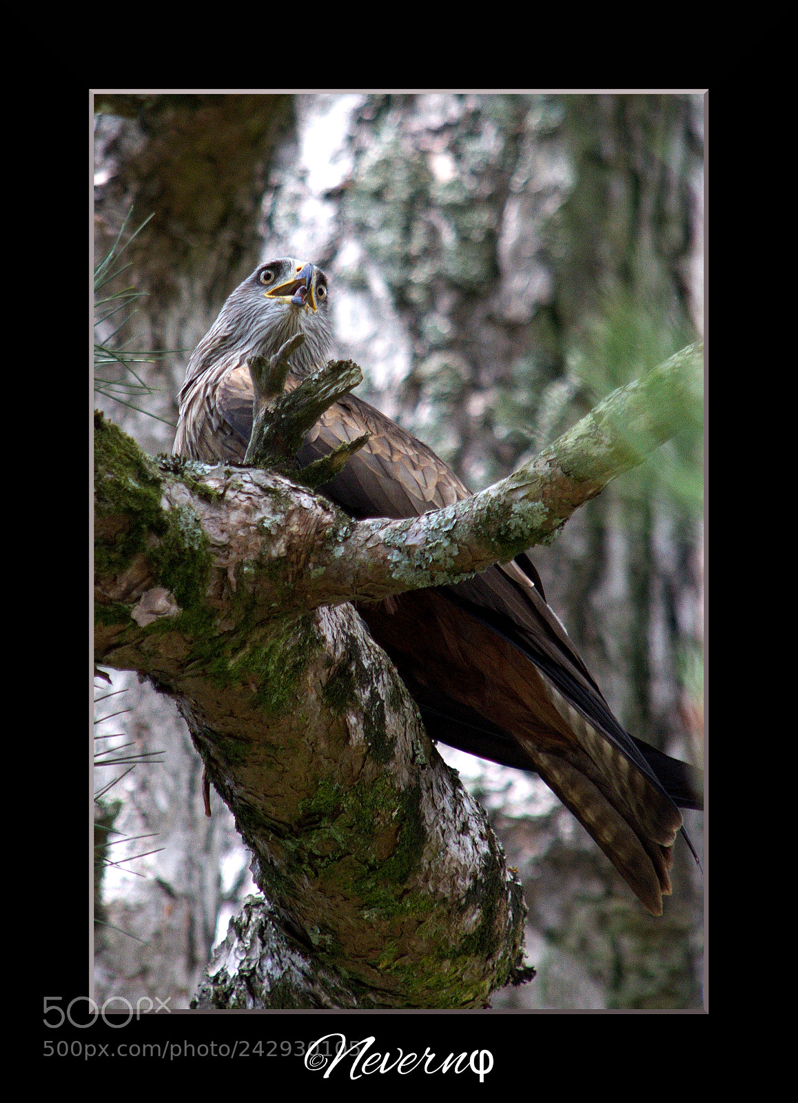 Pentax K-x sample photo. Bird of prey in photography