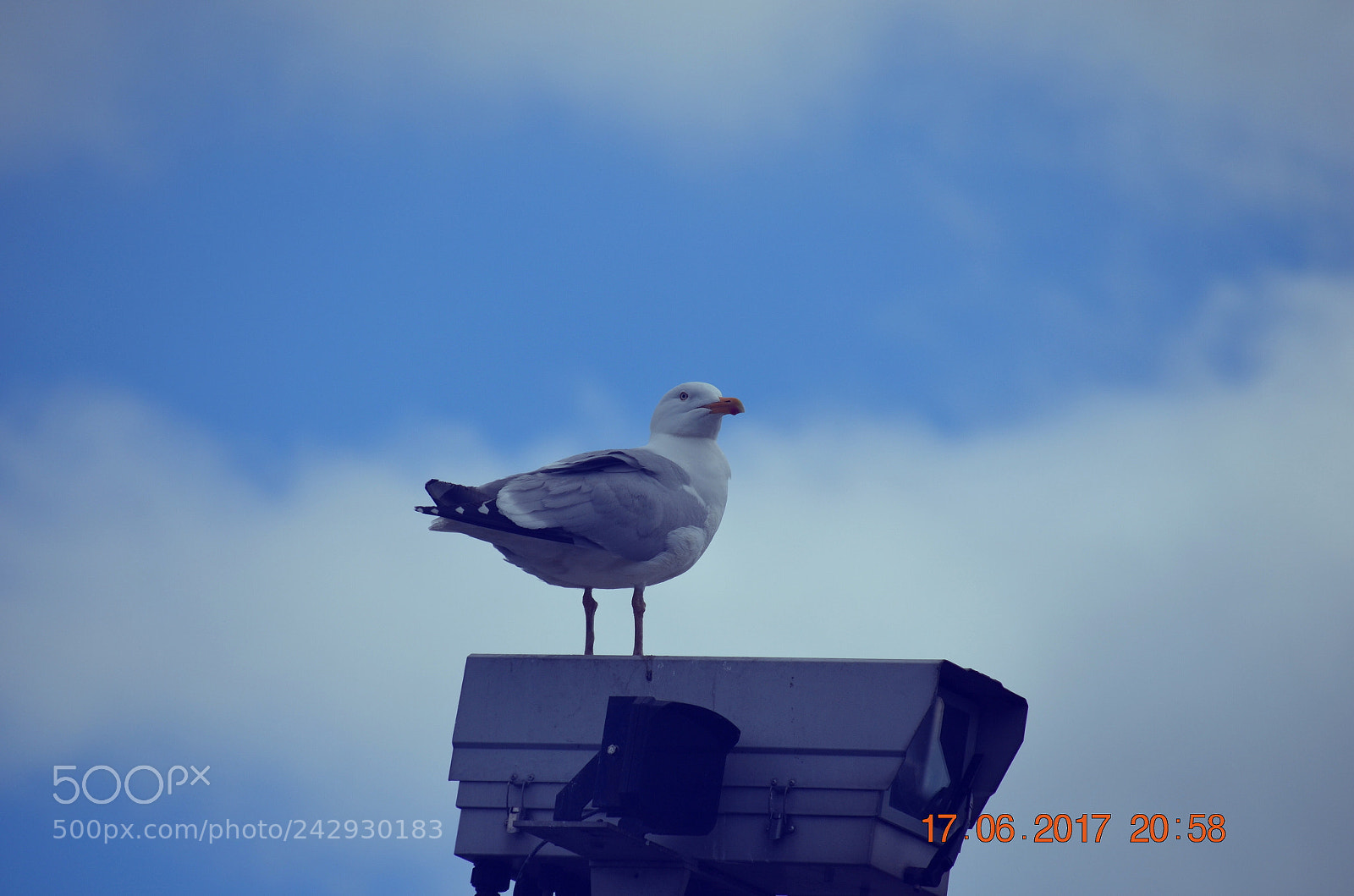 Nikon D5100 sample photo. Random moments photography