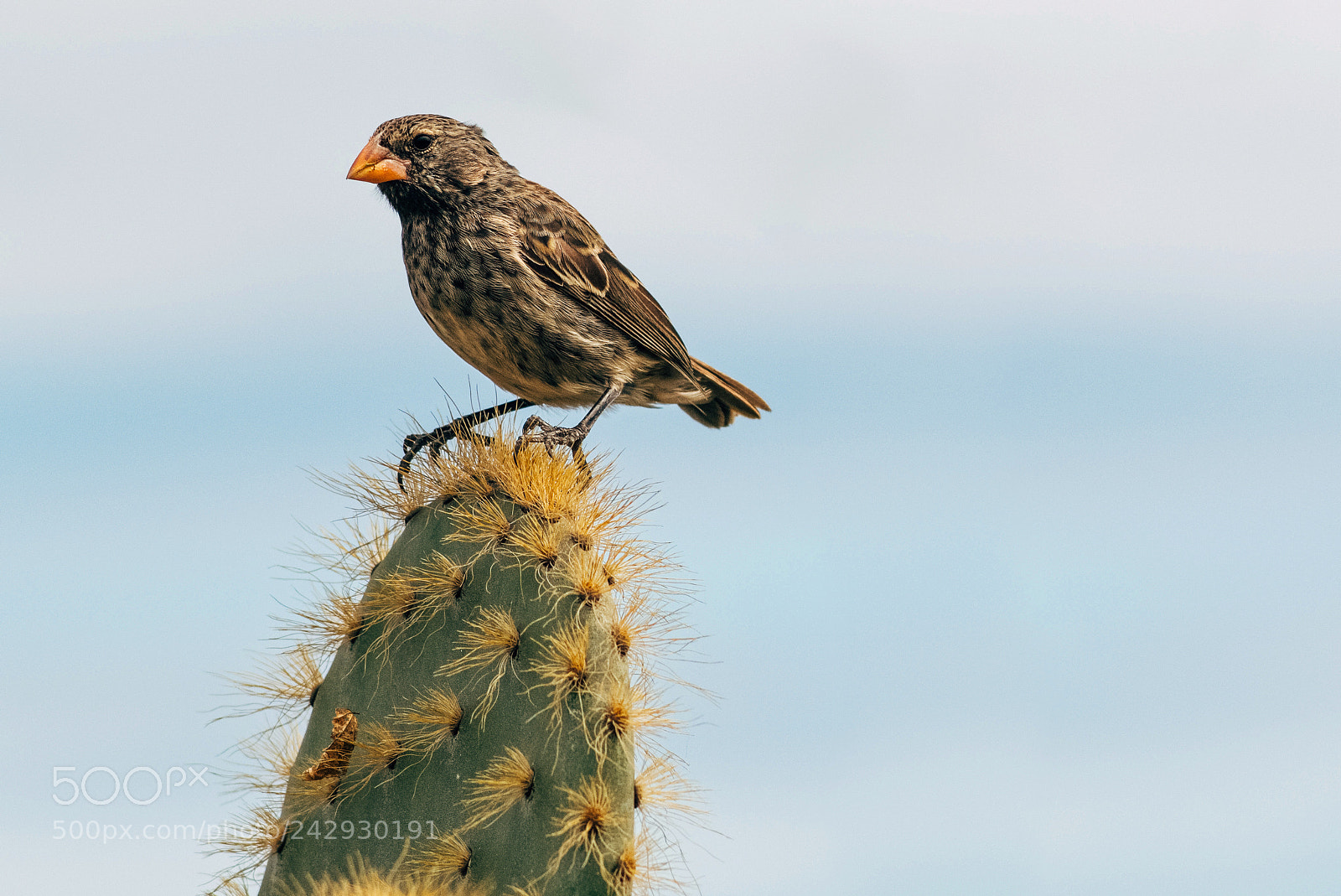 Leica M (Typ 240) sample photo. Darwin's finch photography