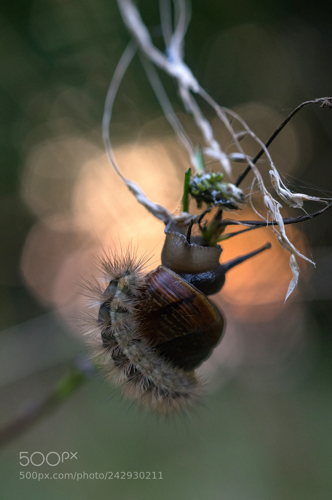 Pentax K-3 sample photo. Free-rider photography