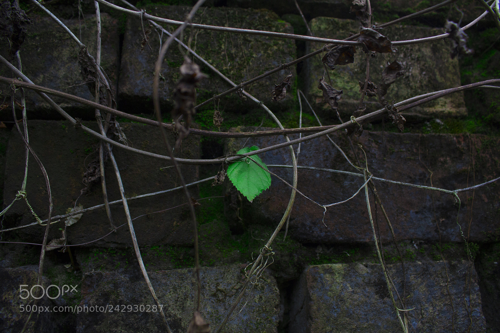 Canon EOS 1200D (EOS Rebel T5 / EOS Kiss X70 / EOS Hi) sample photo. Leaf beyond photography