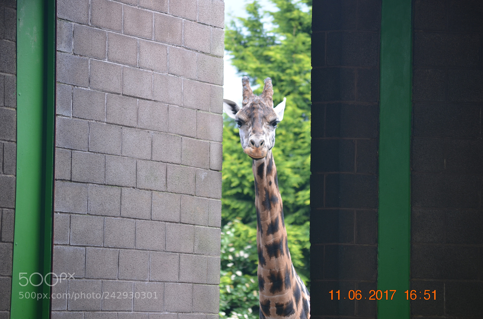 Nikon D5100 sample photo. Random moments photography