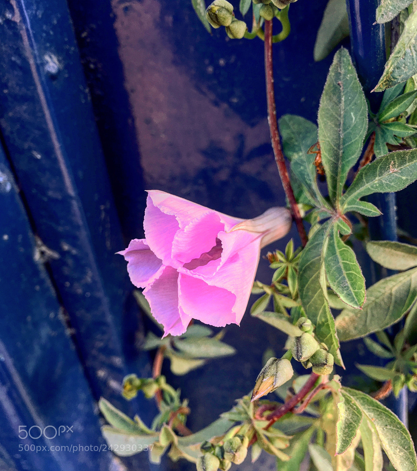 Apple iPhone 6s Plus sample photo. Untitled photography