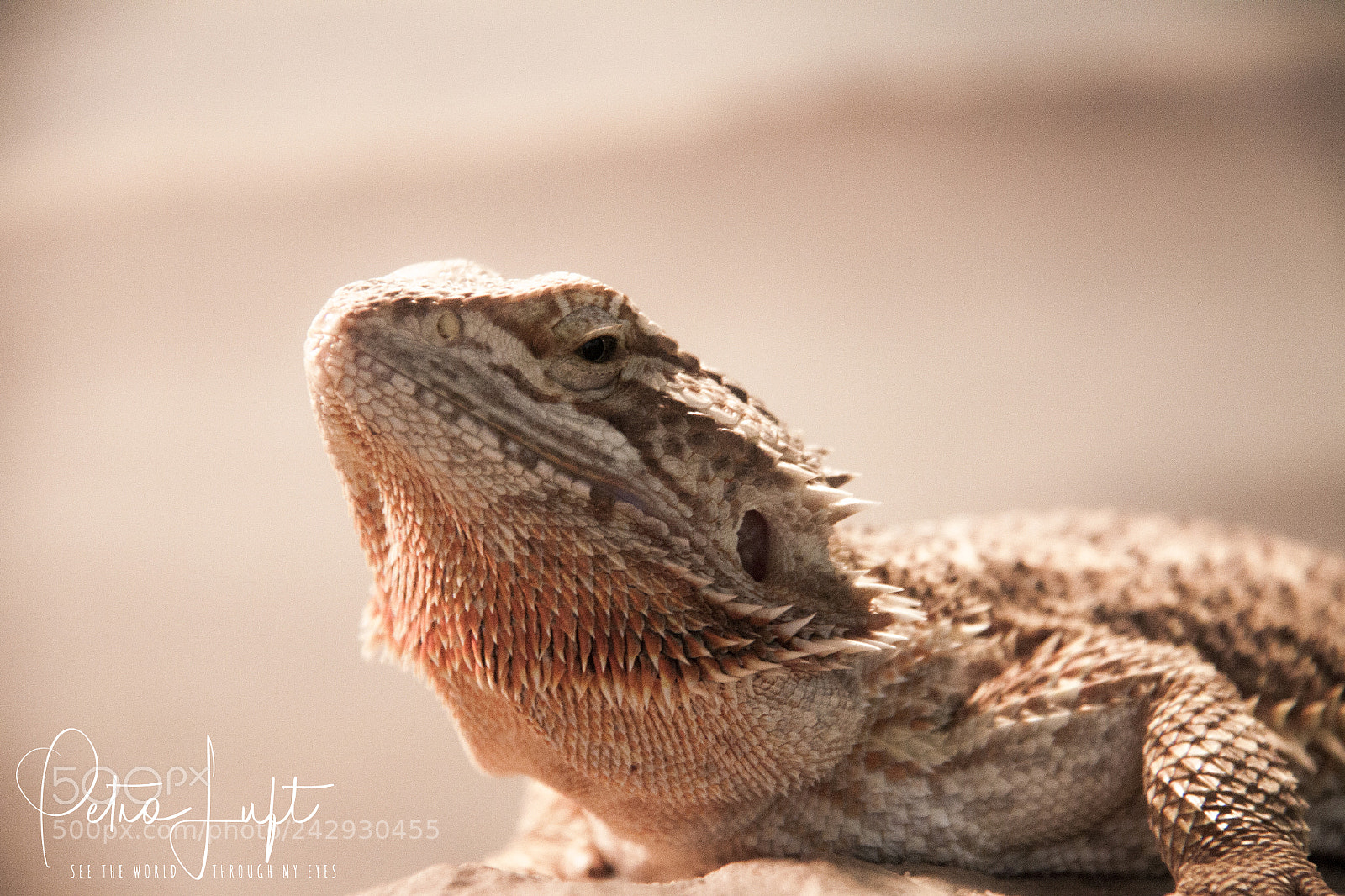 Canon EOS 50D sample photo. Lizzard photography