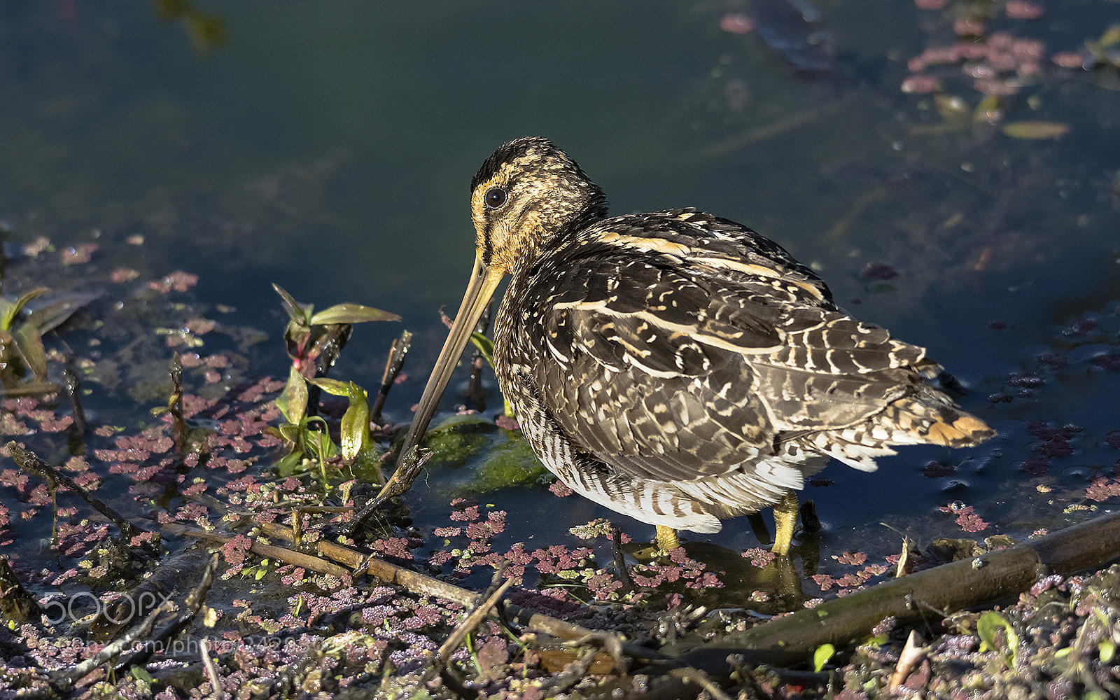 Nikon D7100 sample photo. Snipe photography