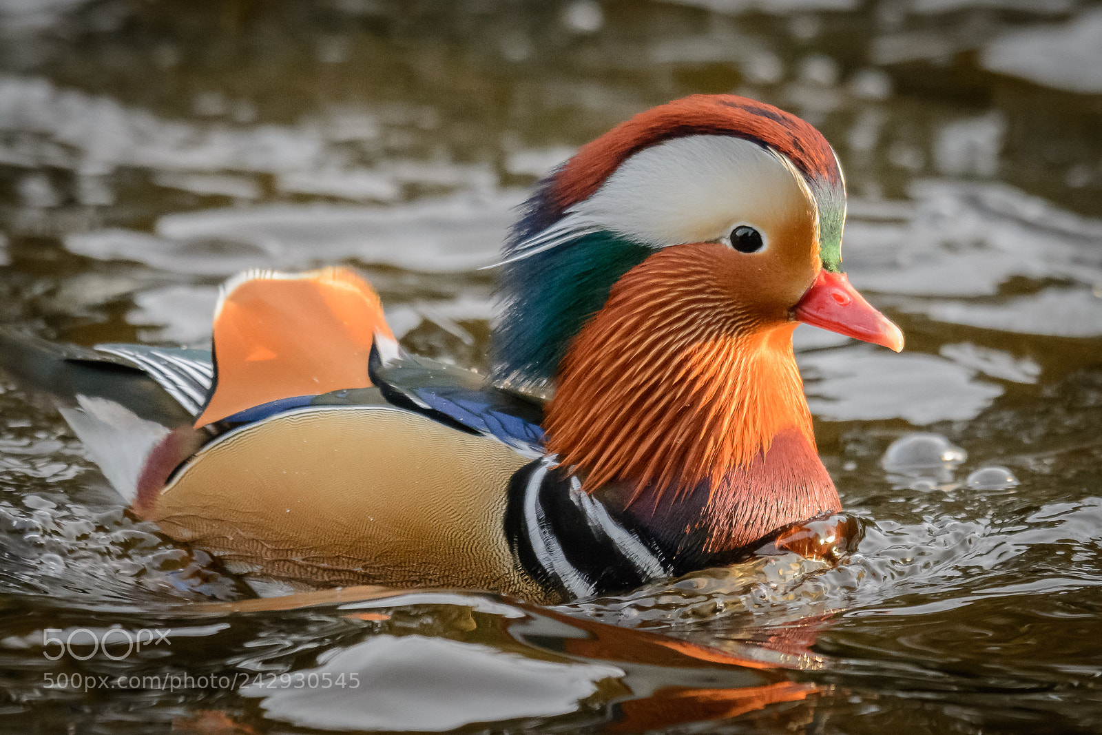 Nikon D7100 sample photo. Mandarin duck 4429dsc photography