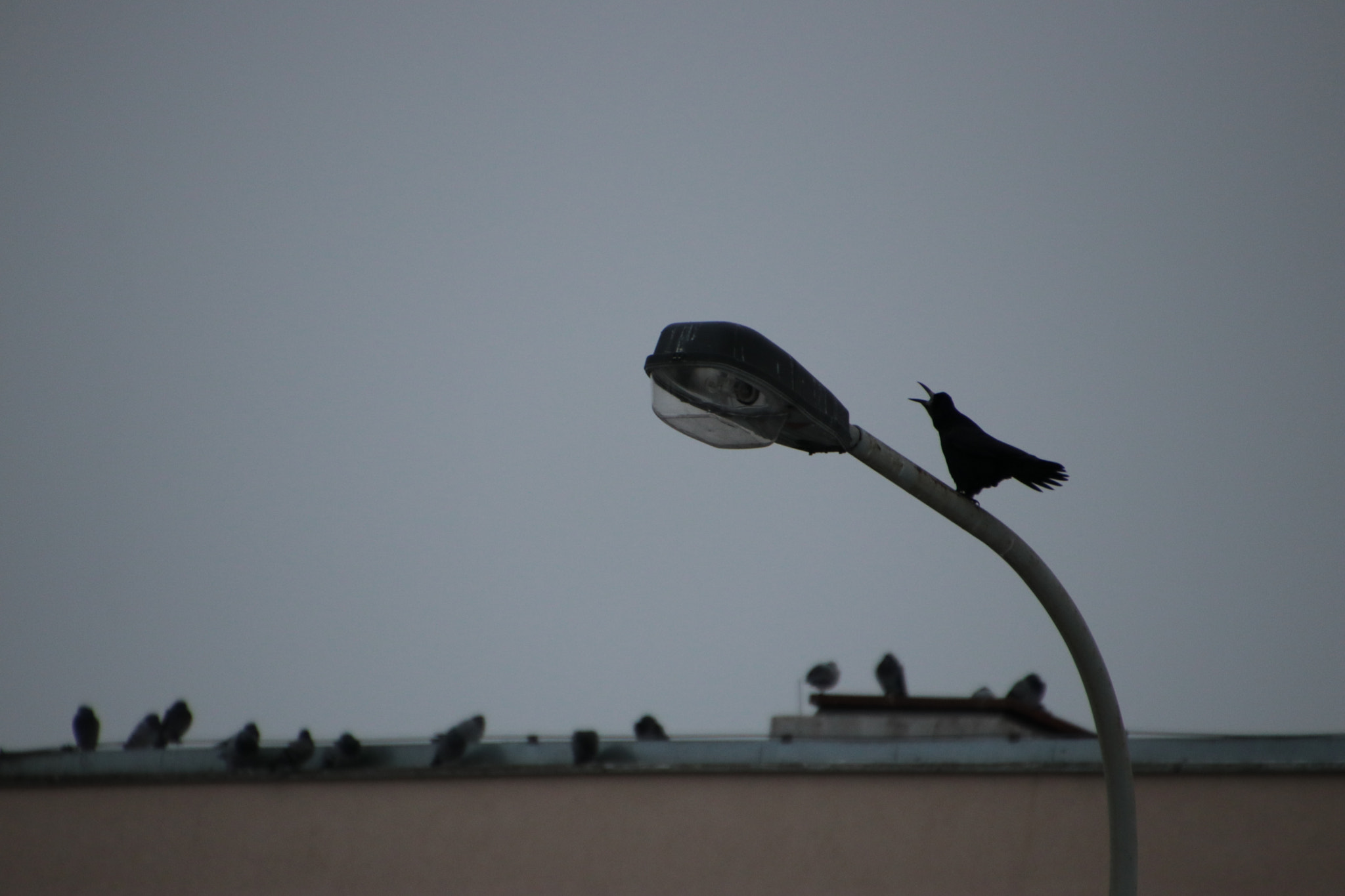 Canon EF 300mm F2.8L IS II USM sample photo. Prague / praha 2018 photography