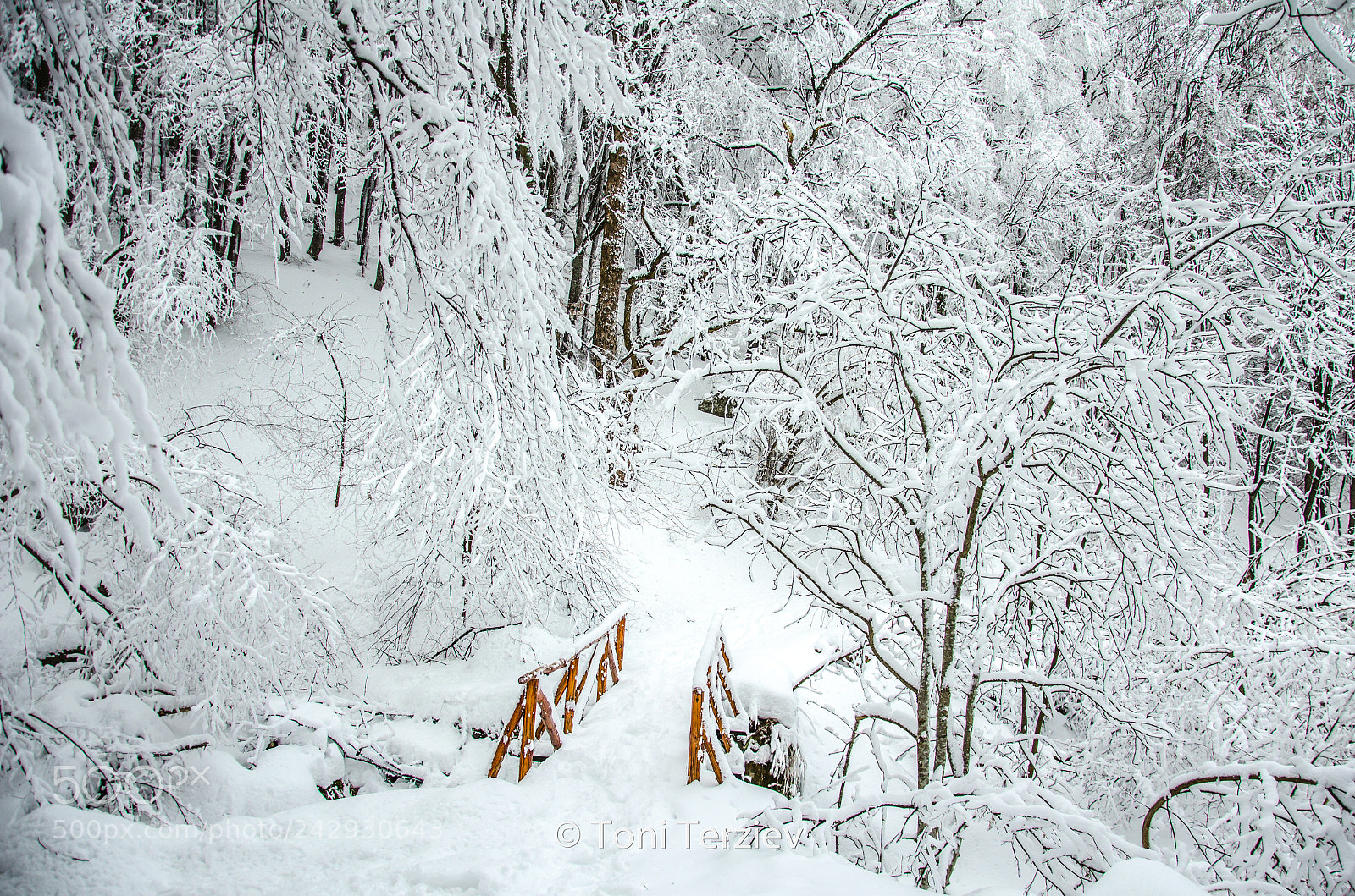 Nikon D5100 sample photo. Walk through the winter photography