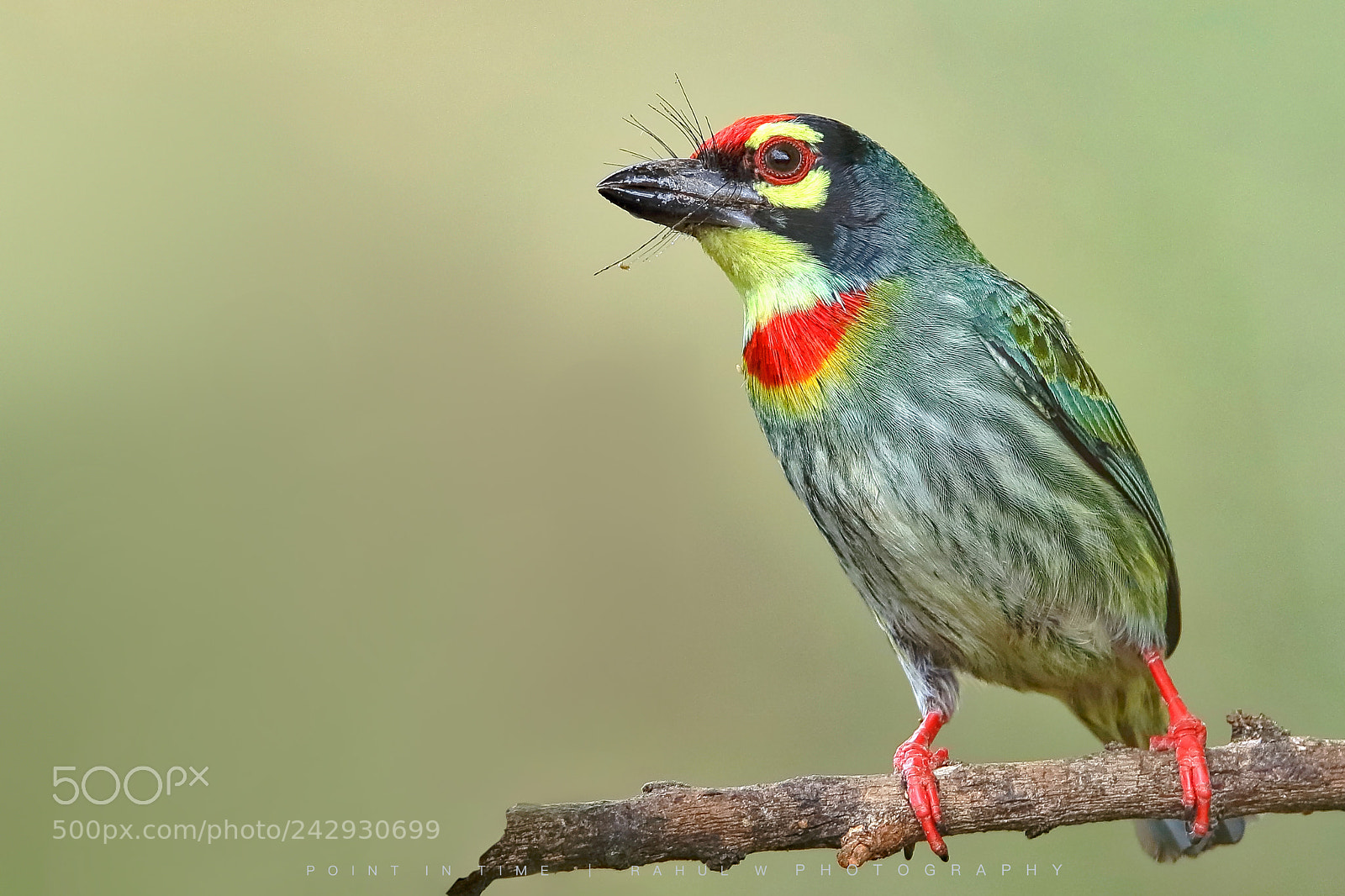 Canon EOS 7D Mark II sample photo. Coppersmith barbet photography