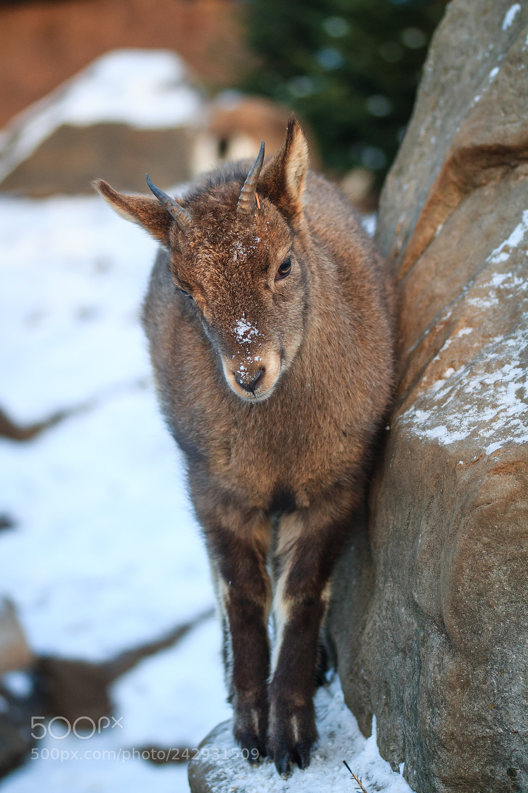 Canon EOS 1100D (EOS Rebel T3 / EOS Kiss X50) sample photo. Goat photography