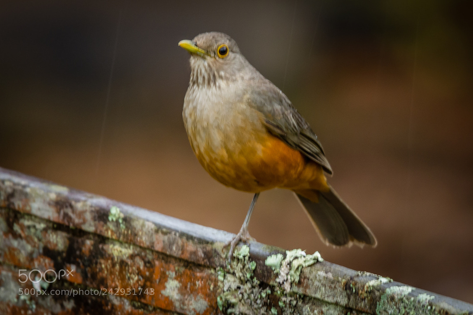 Nikon D7100 sample photo. Sabi laranjeira rufous bellied photography