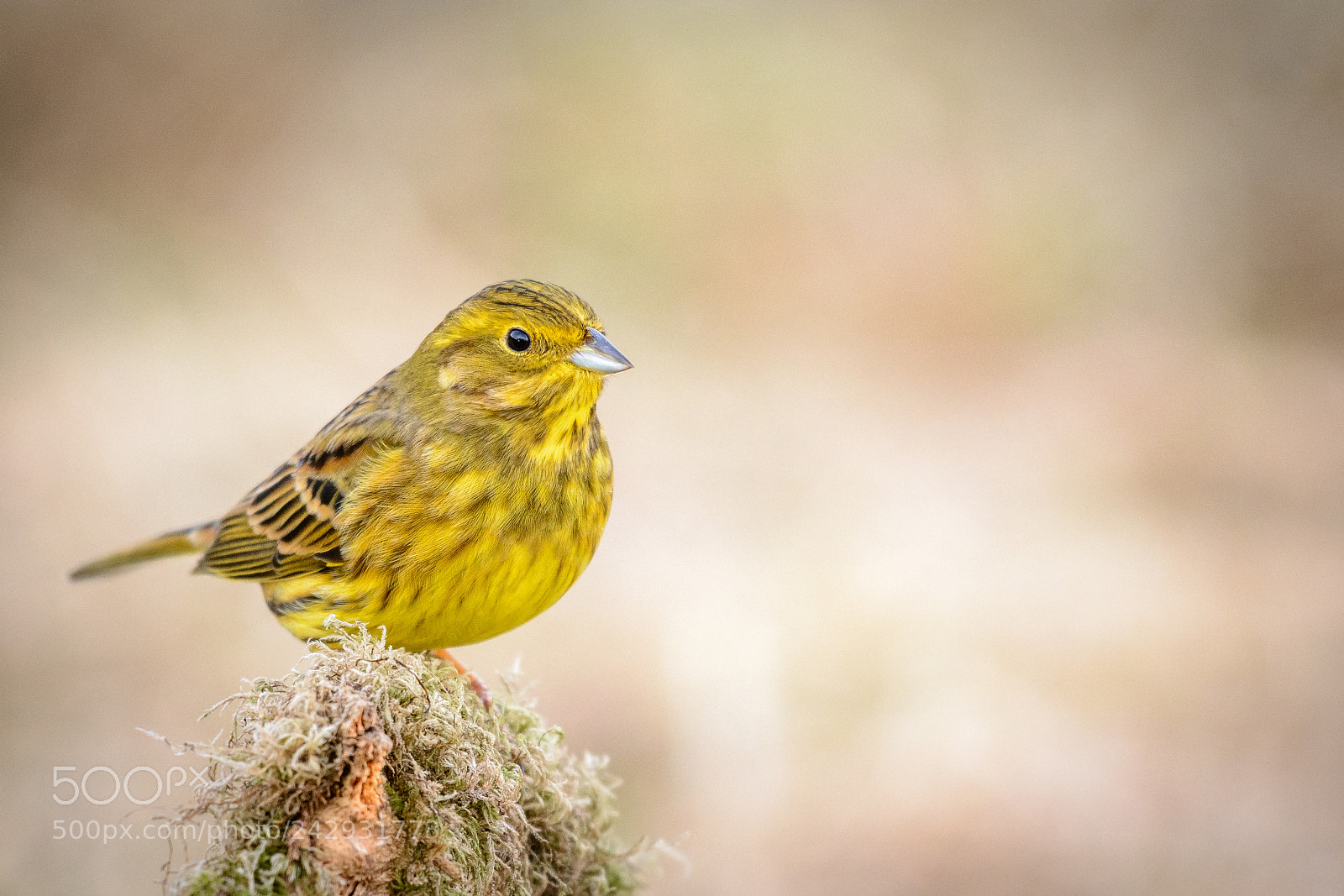 Nikon D7100 sample photo. Yellowhammer 7427 dsc photography