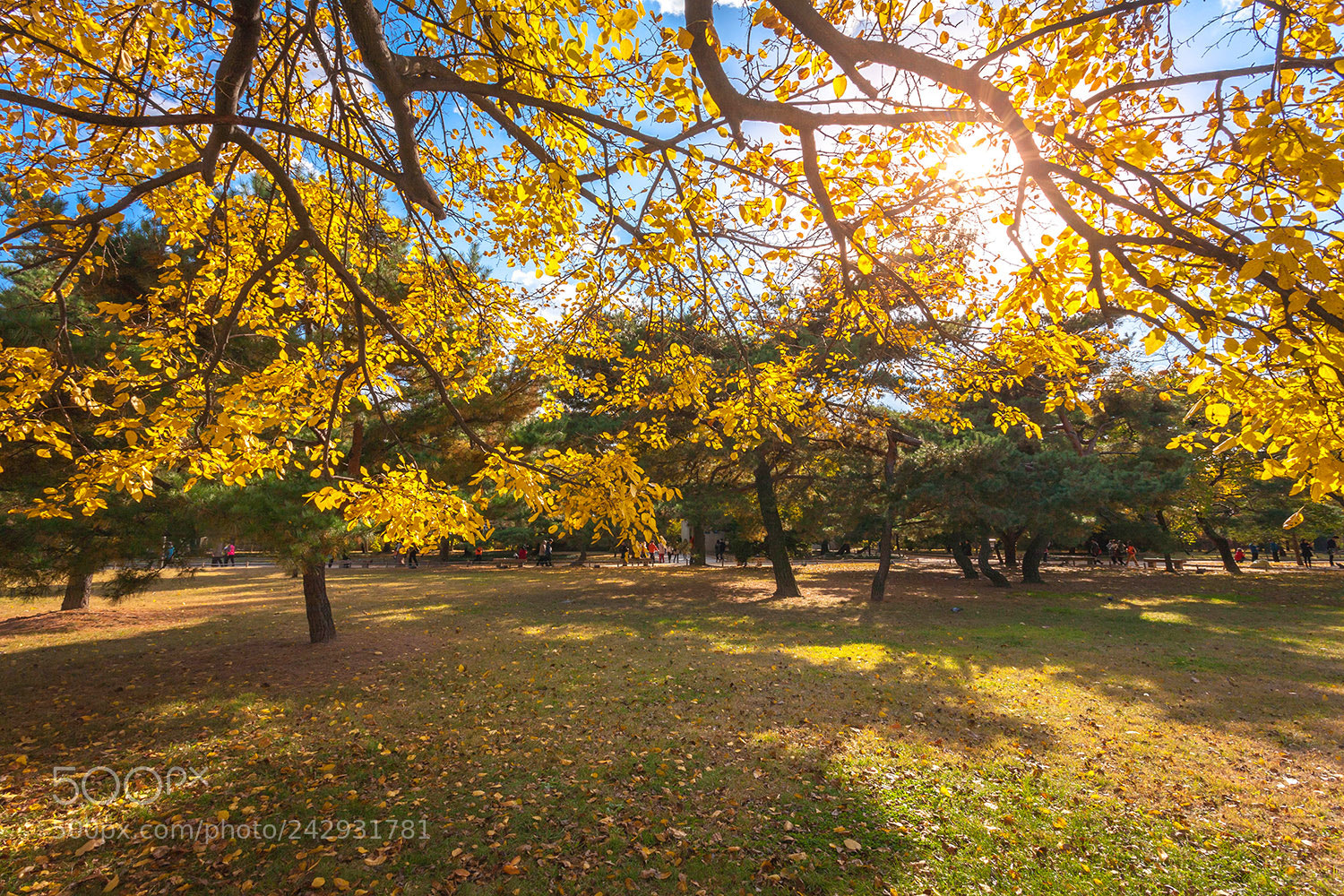 Canon EOS 5D sample photo. Autumn leaves photography