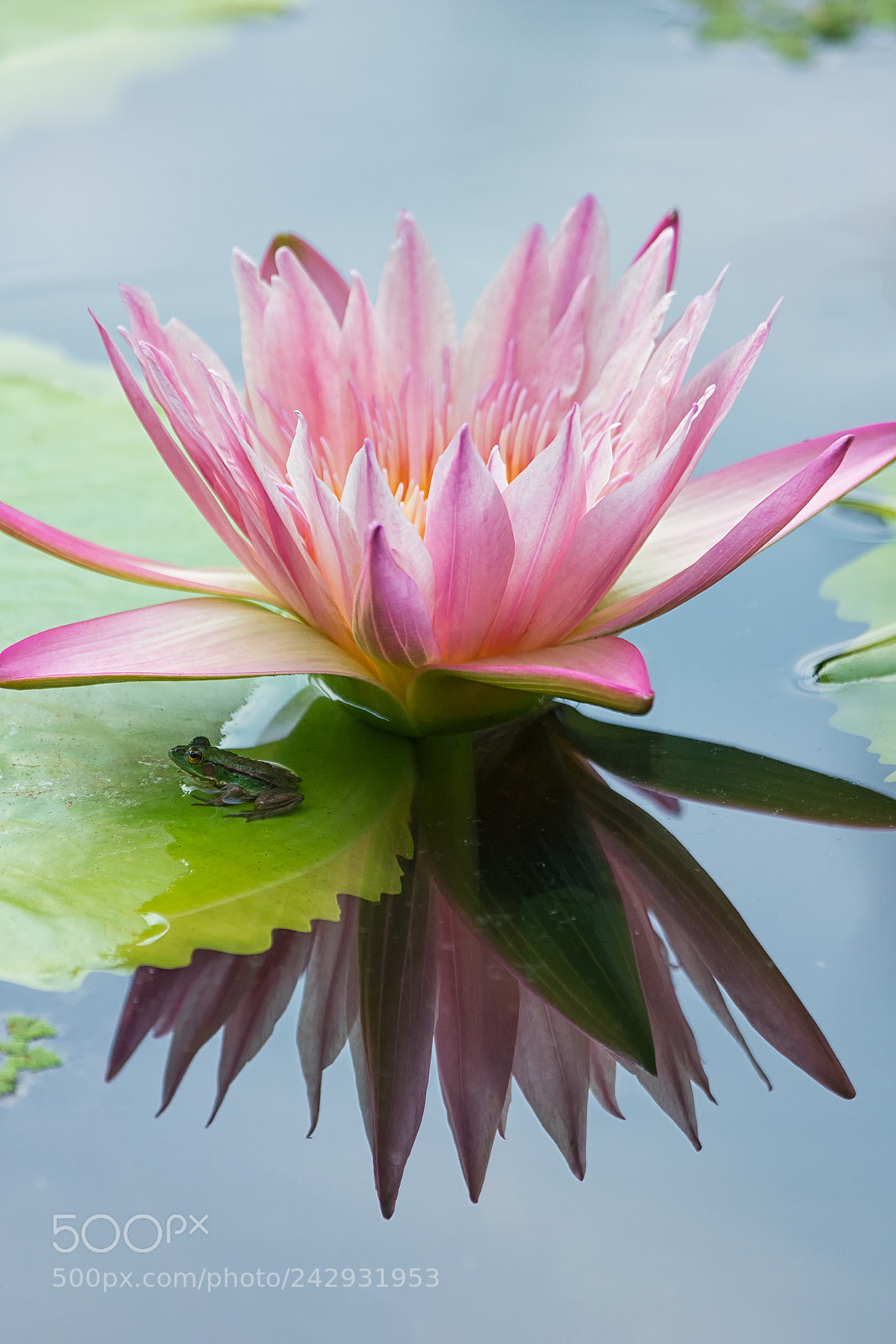 Sony a6300 sample photo. The frog on the photography