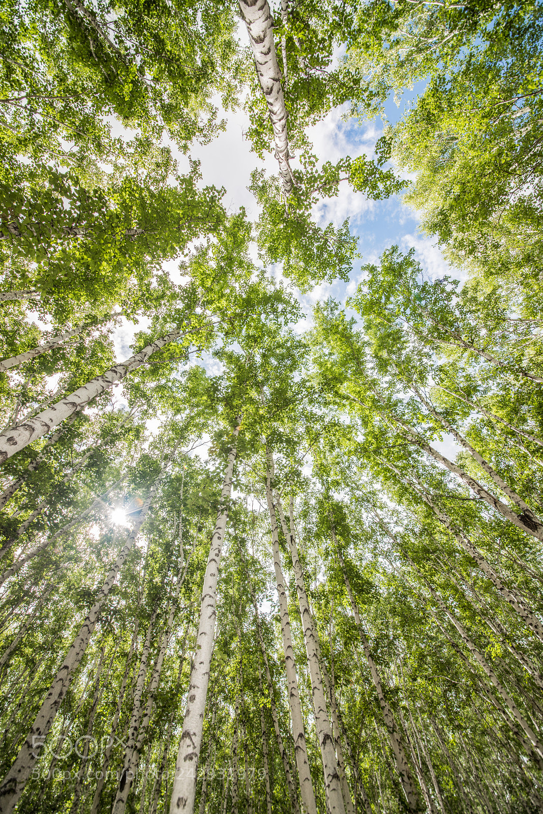 Nikon D810 sample photo. 白桦林 photography