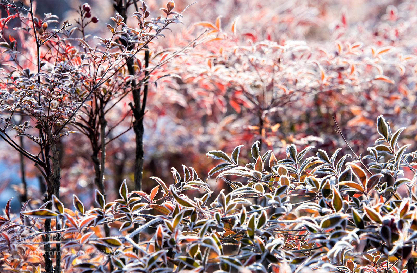 Nikon D810 sample photo. The frost photography
